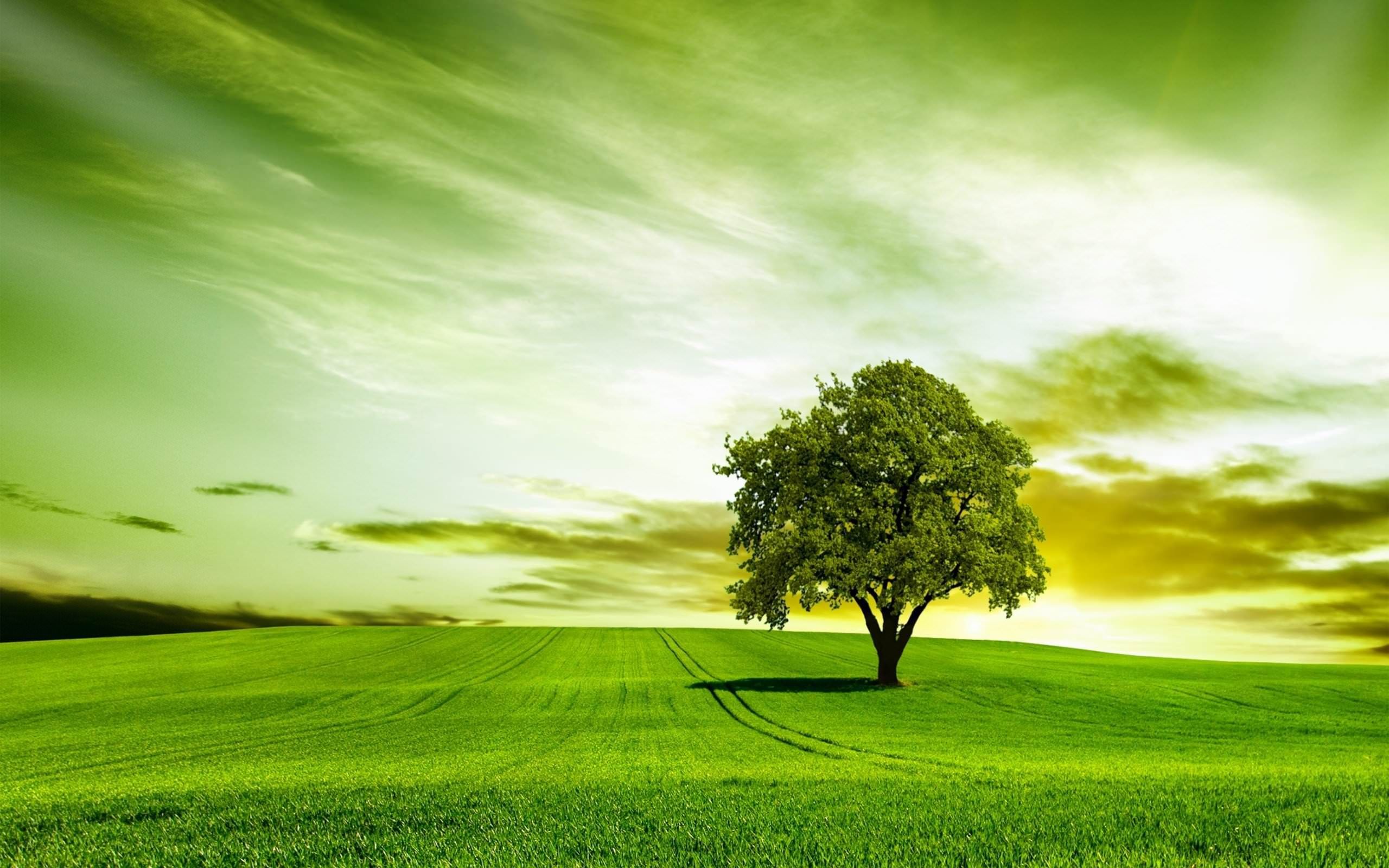 Amazing Tree Photography Wallpapers