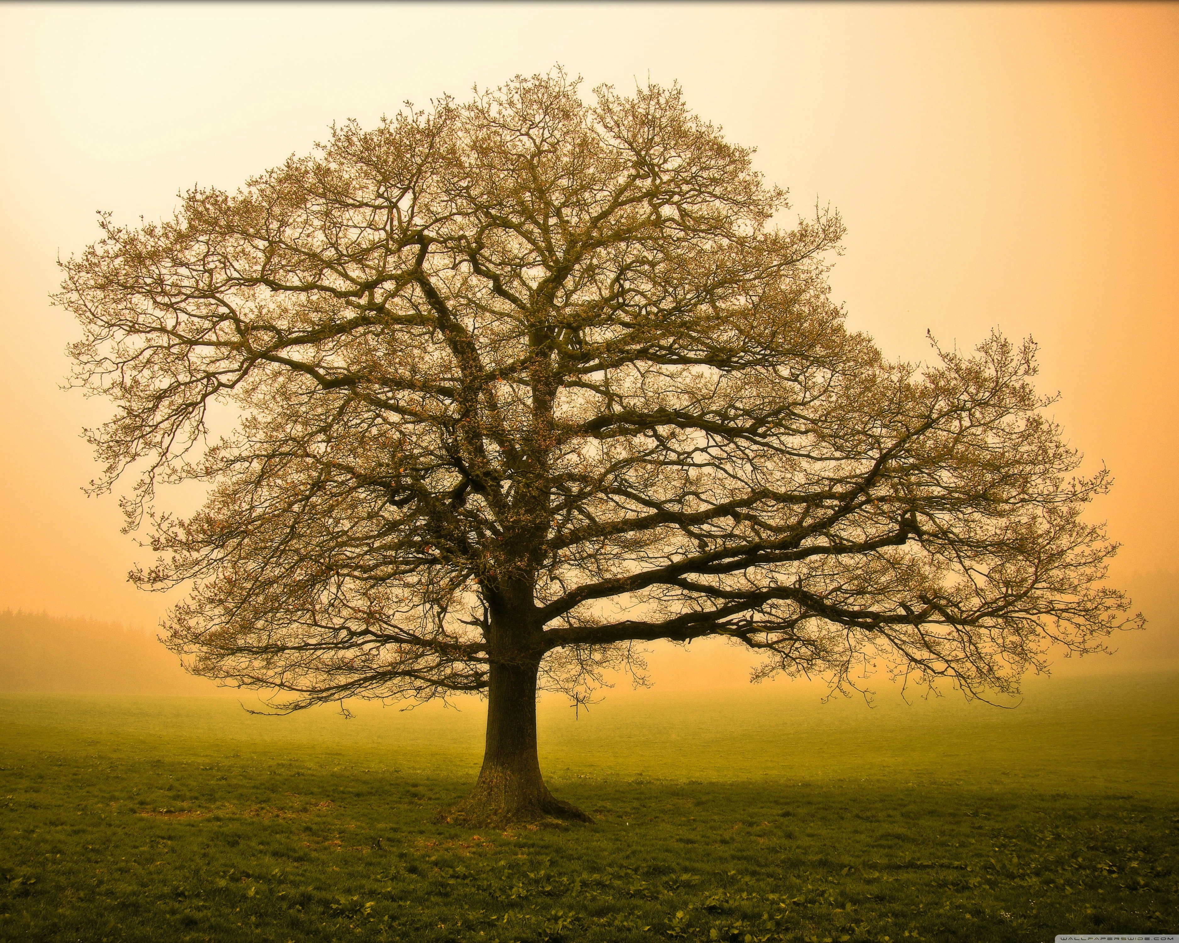 Amazing Tree Photography Wallpapers