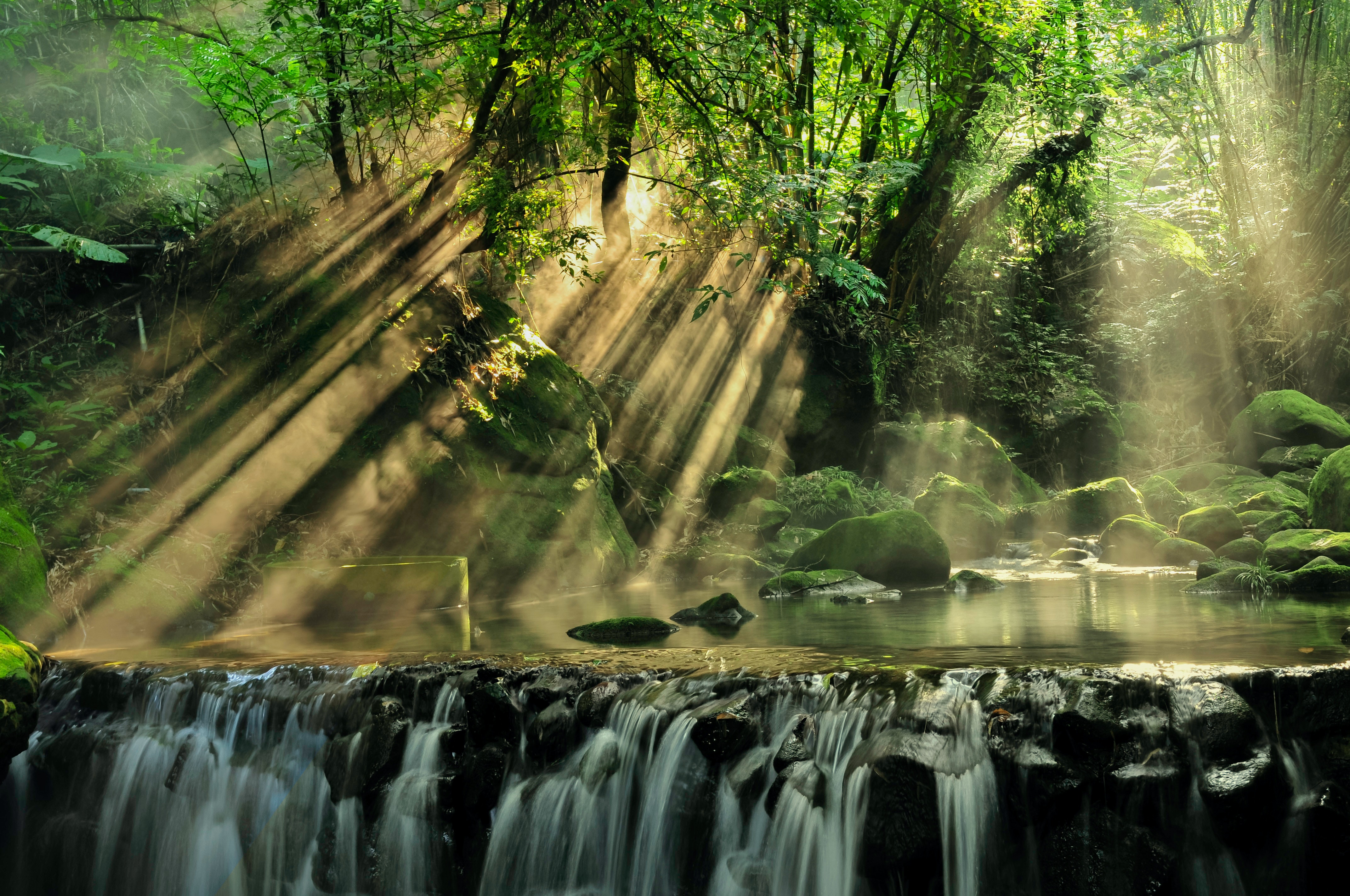 Amazon Rainforest Wallpapers