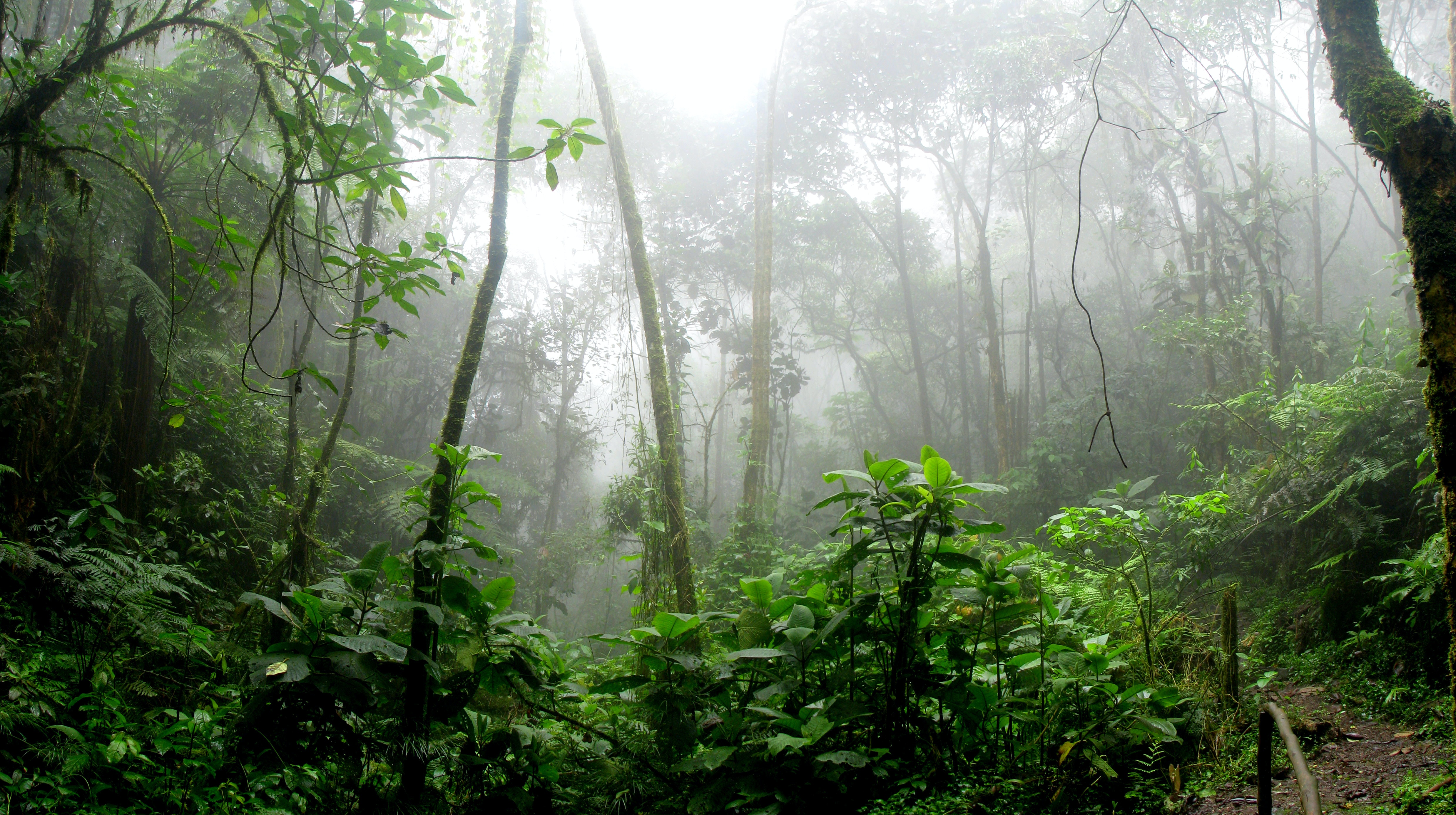 Amazon Rainforest Wallpapers