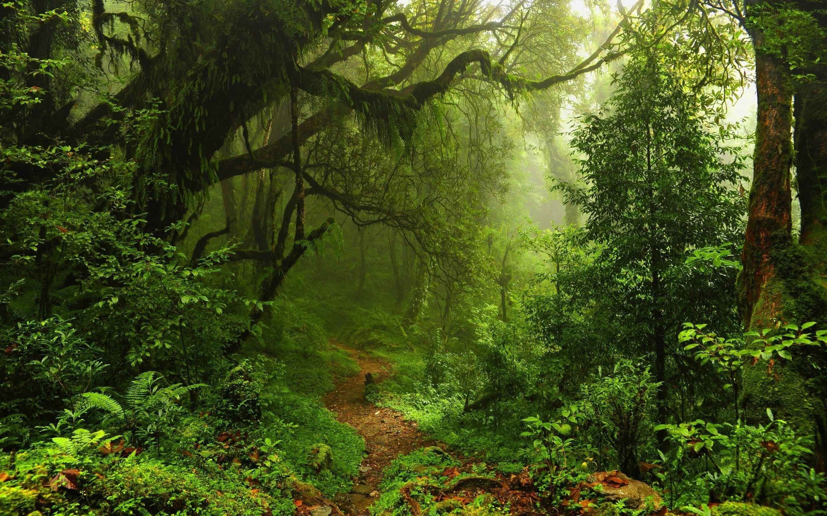 Amazon Rainforest Wallpapers