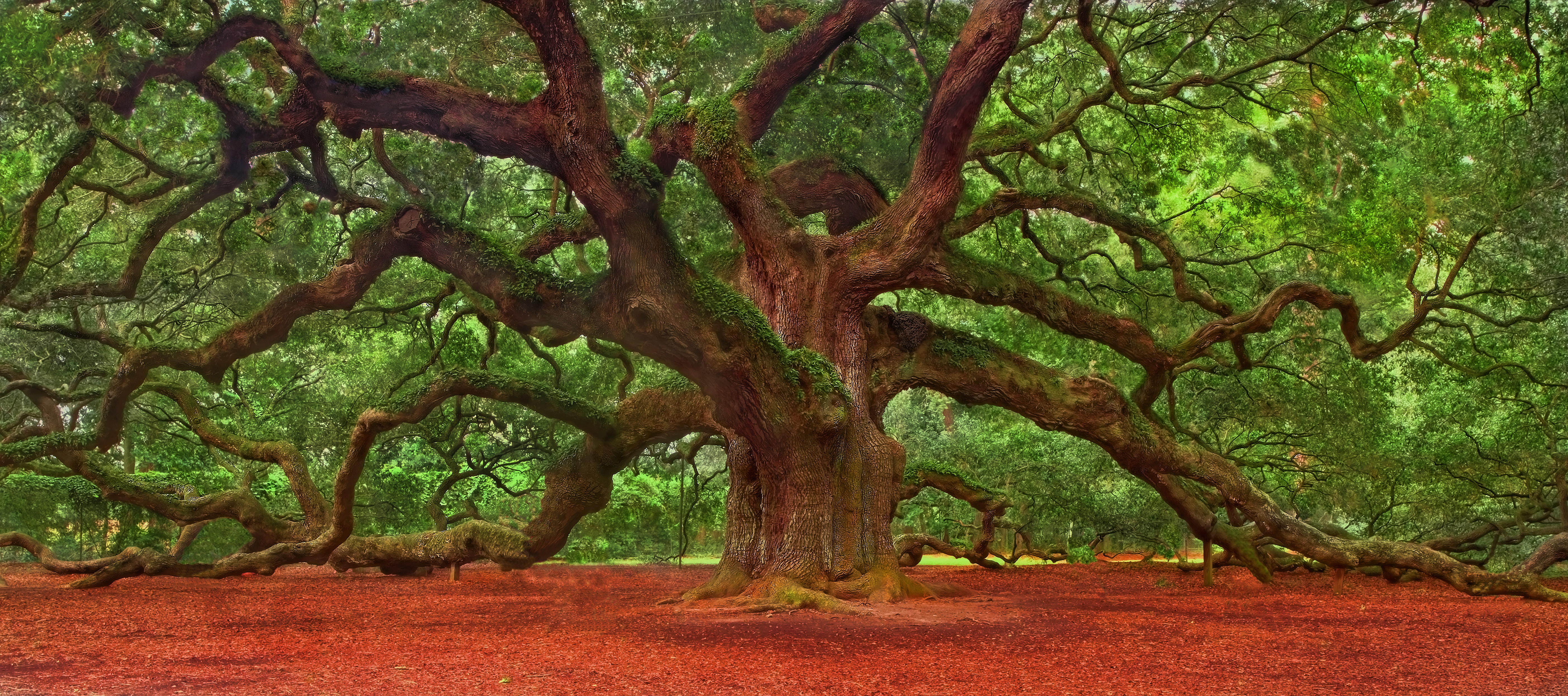 Angel Oak Tree Wallpapers