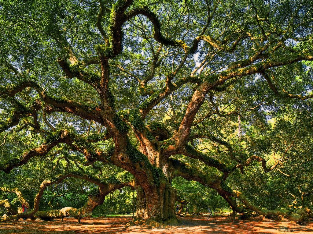 Angel Oak Tree Wallpapers