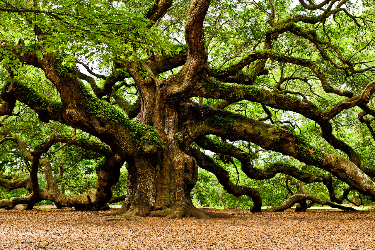 Angel Oak Tree Wallpapers