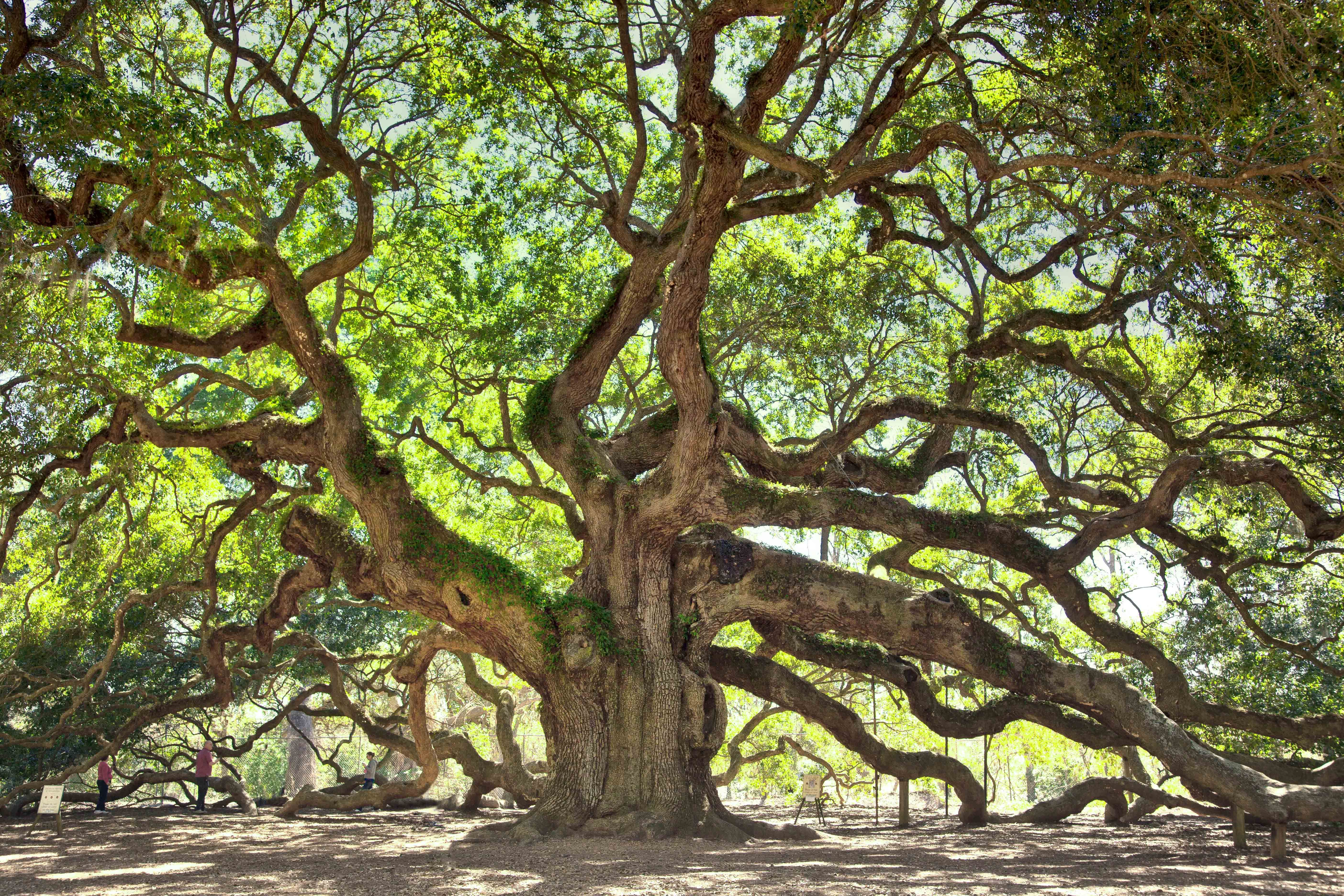 Angel Oak Tree Wallpapers