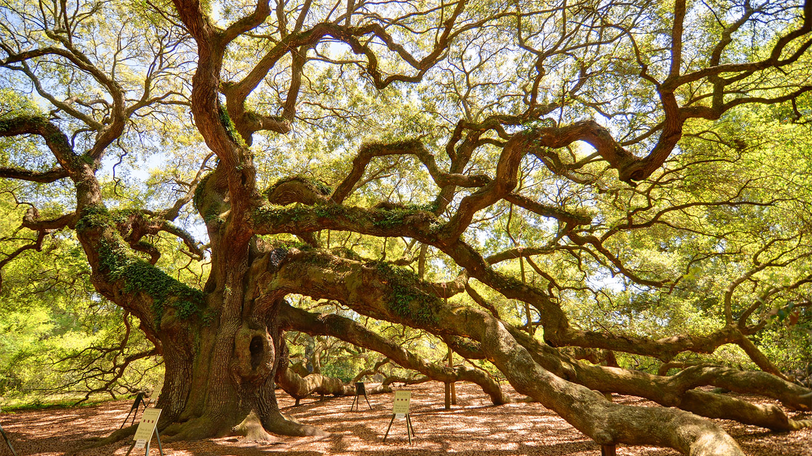 Angel Oak Tree Wallpapers