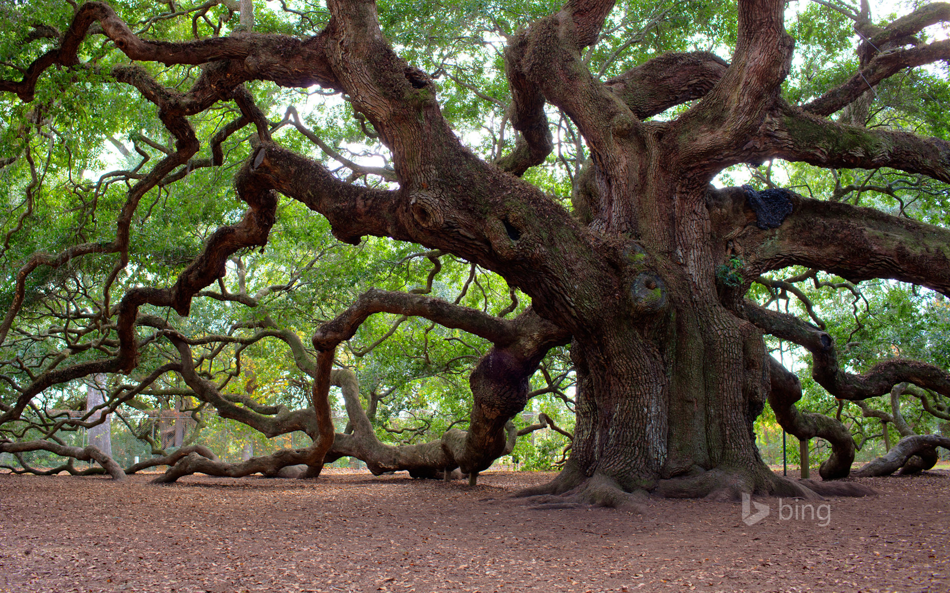 Angel Oak Tree Wallpapers