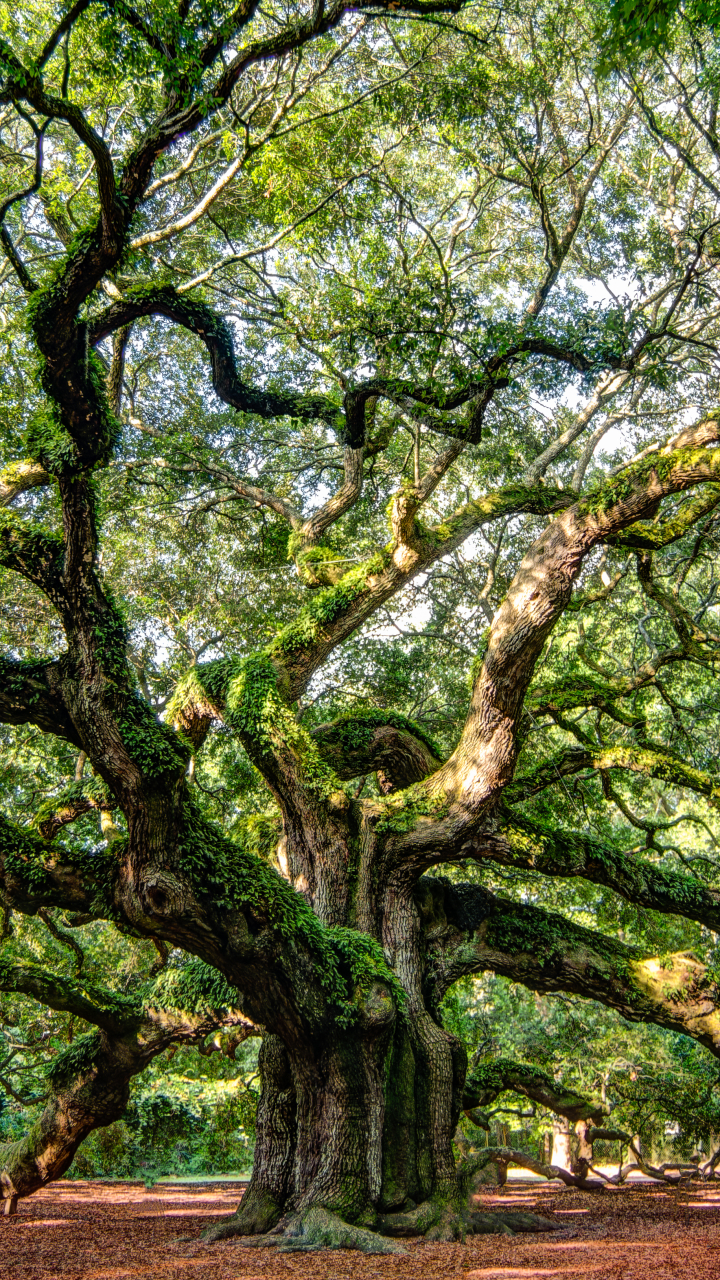 Angel Oak Tree Wallpapers