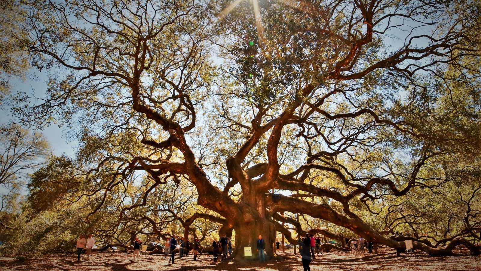 Angel Oak Tree Wallpapers