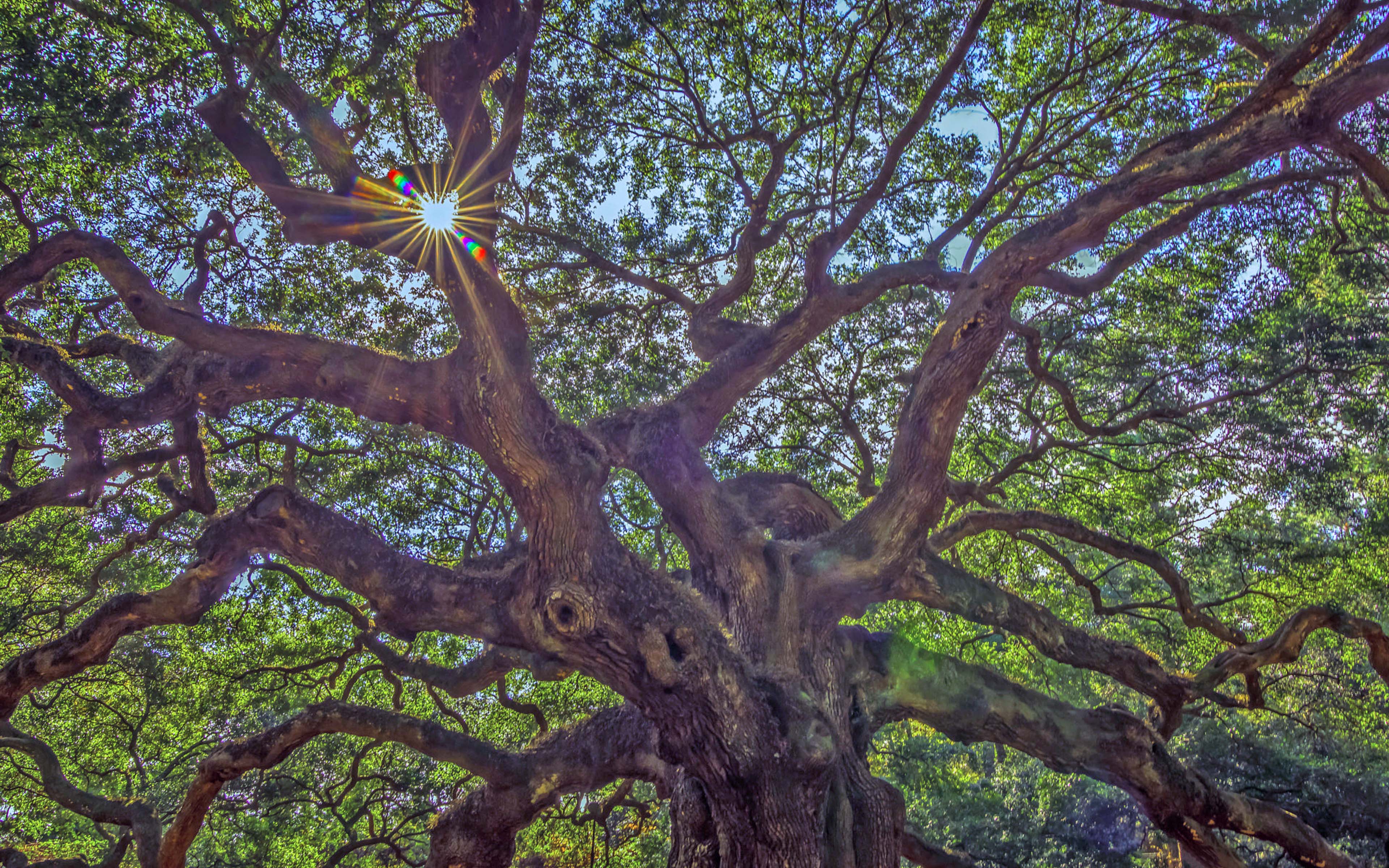 Angel Oak Tree Wallpapers