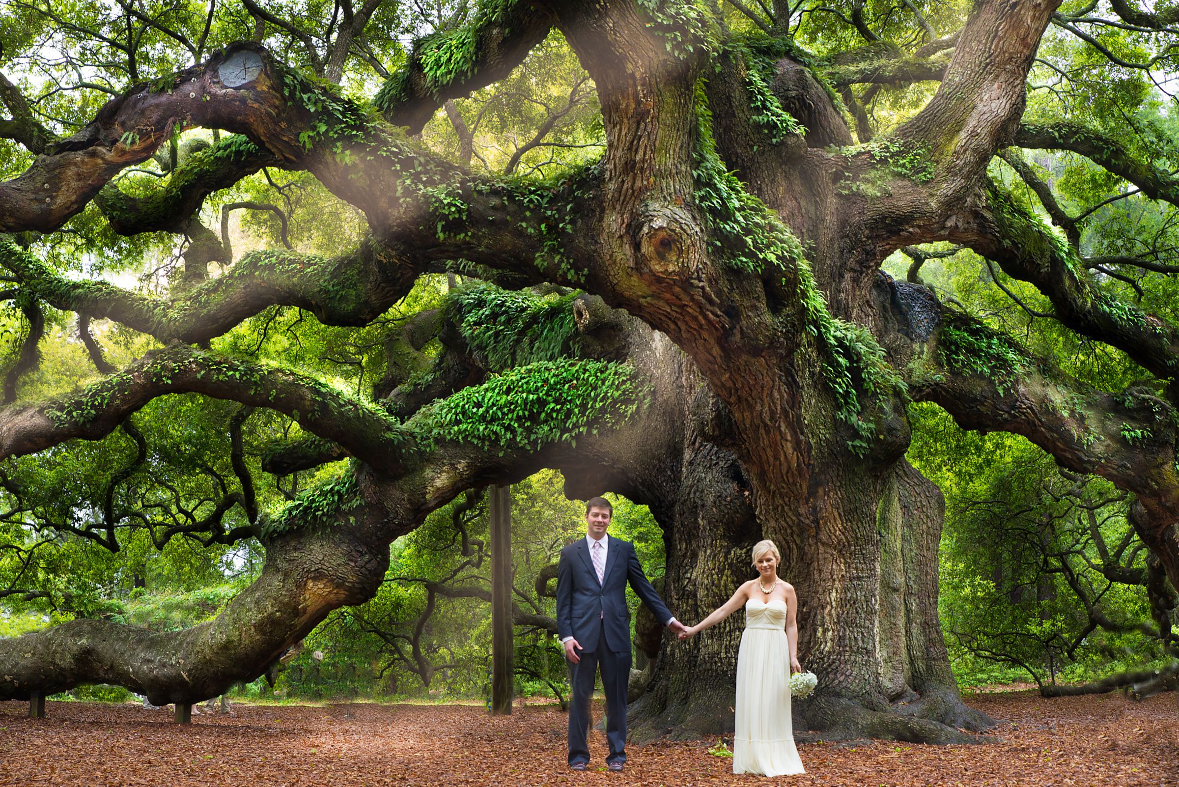 Angel Oak Tree Wallpapers