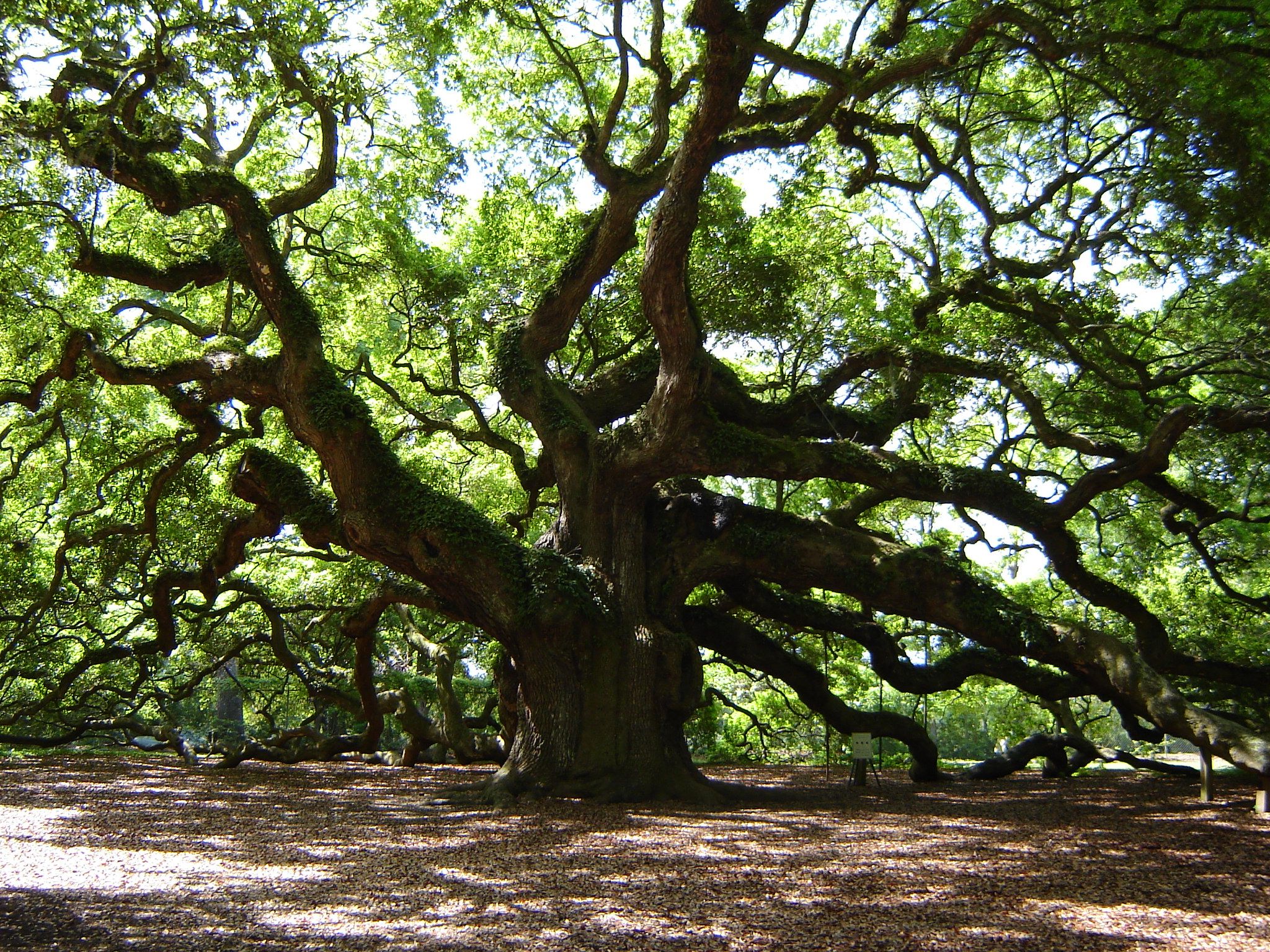 Angel Oak Tree Wallpapers