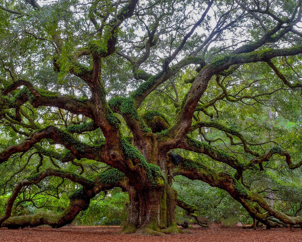 Angel Oak Tree Wallpapers