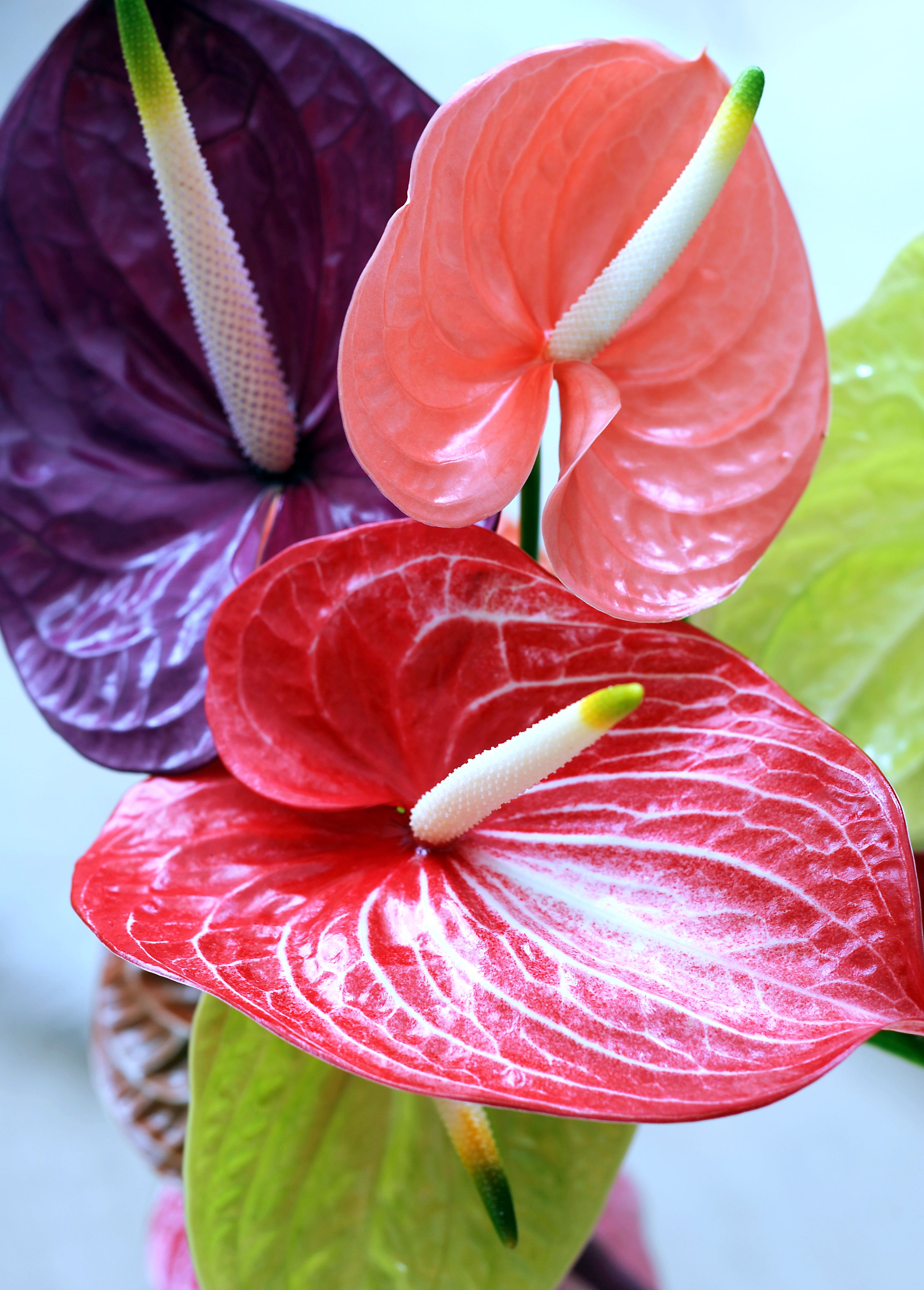 Anthurium Wallpapers