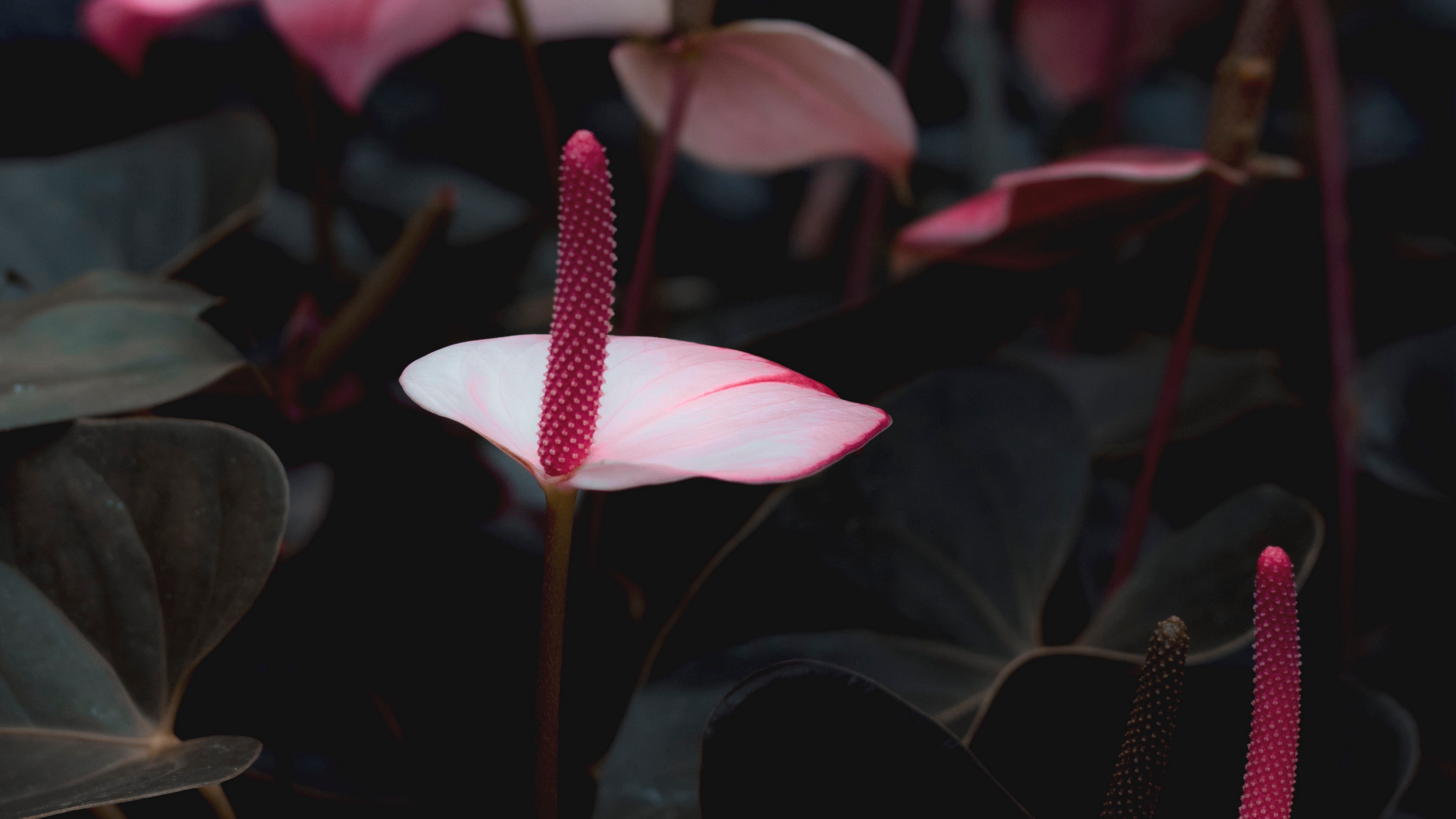 Anthurium Wallpapers