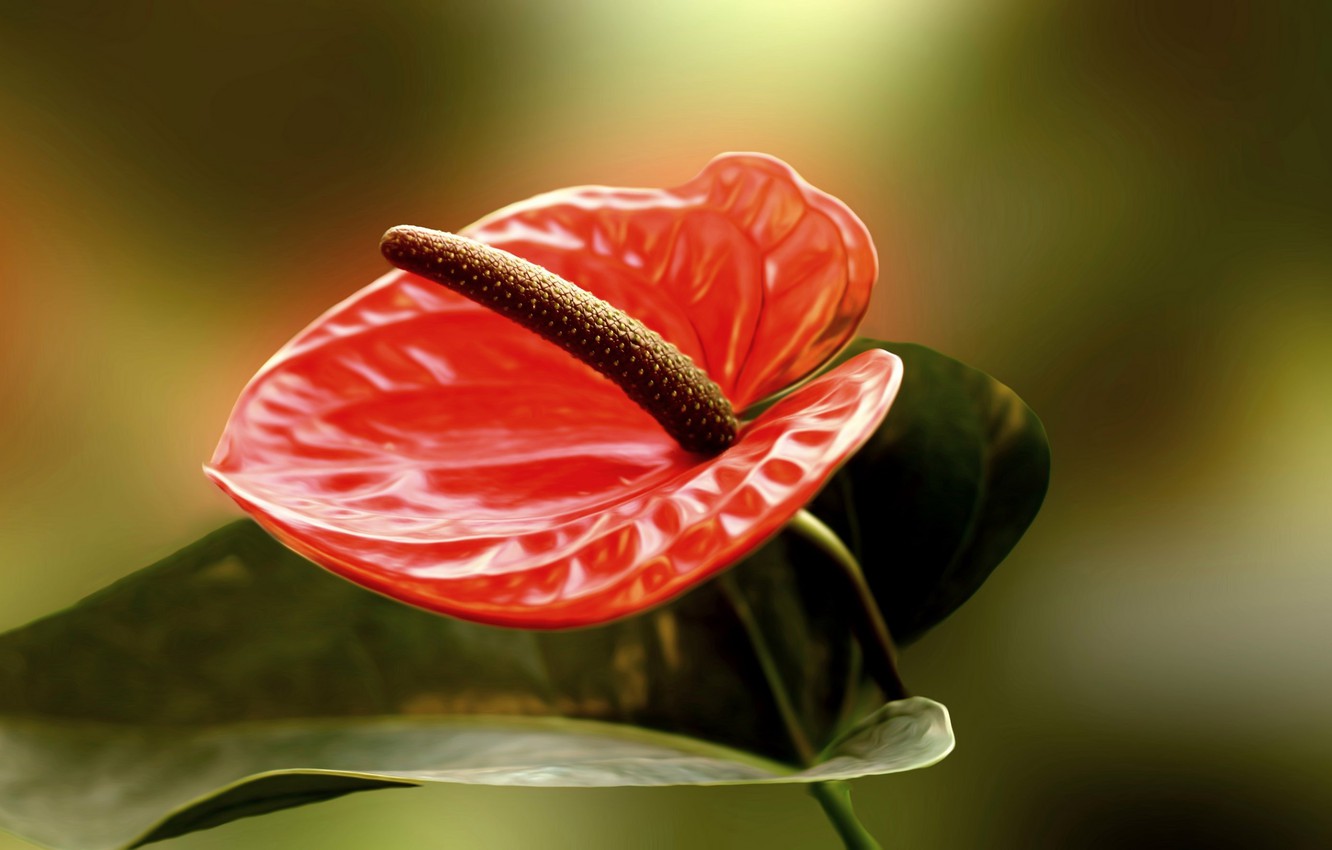 Anthurium Wallpapers