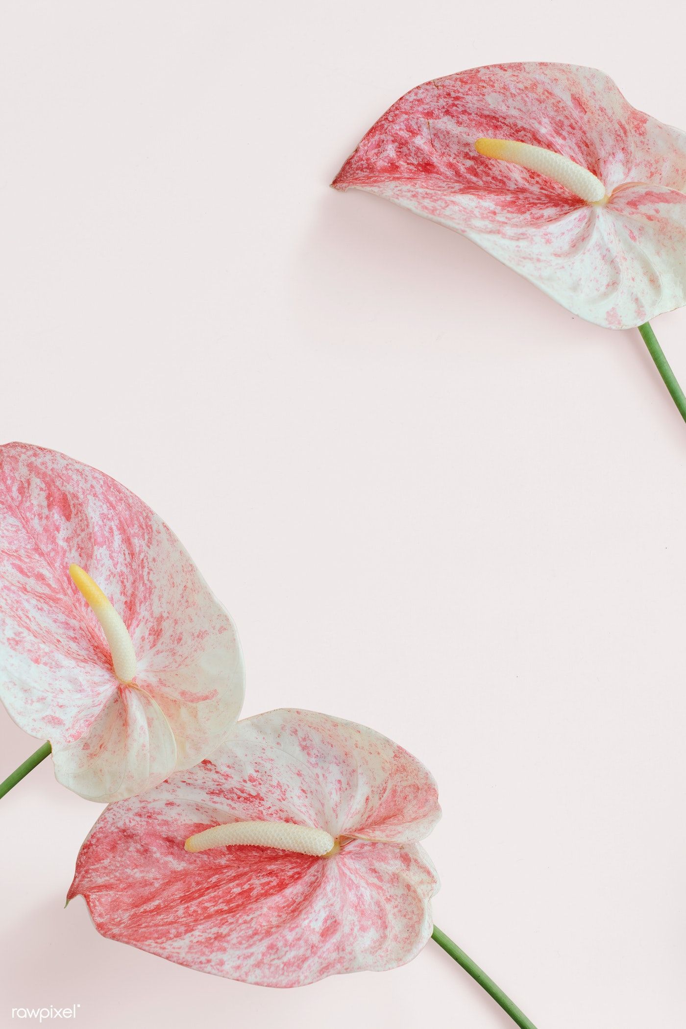 Anthurium Wallpapers