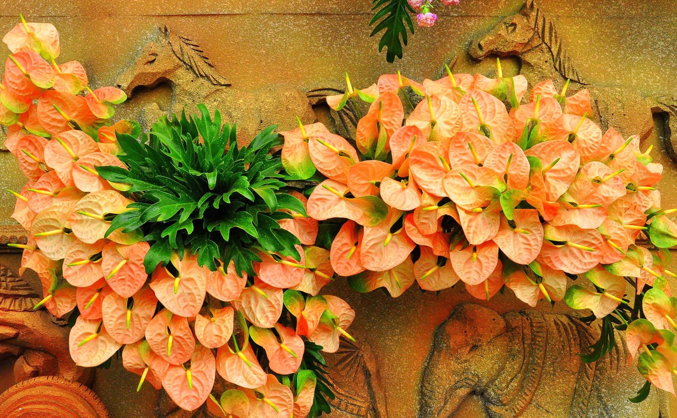 Anthurium Wallpapers