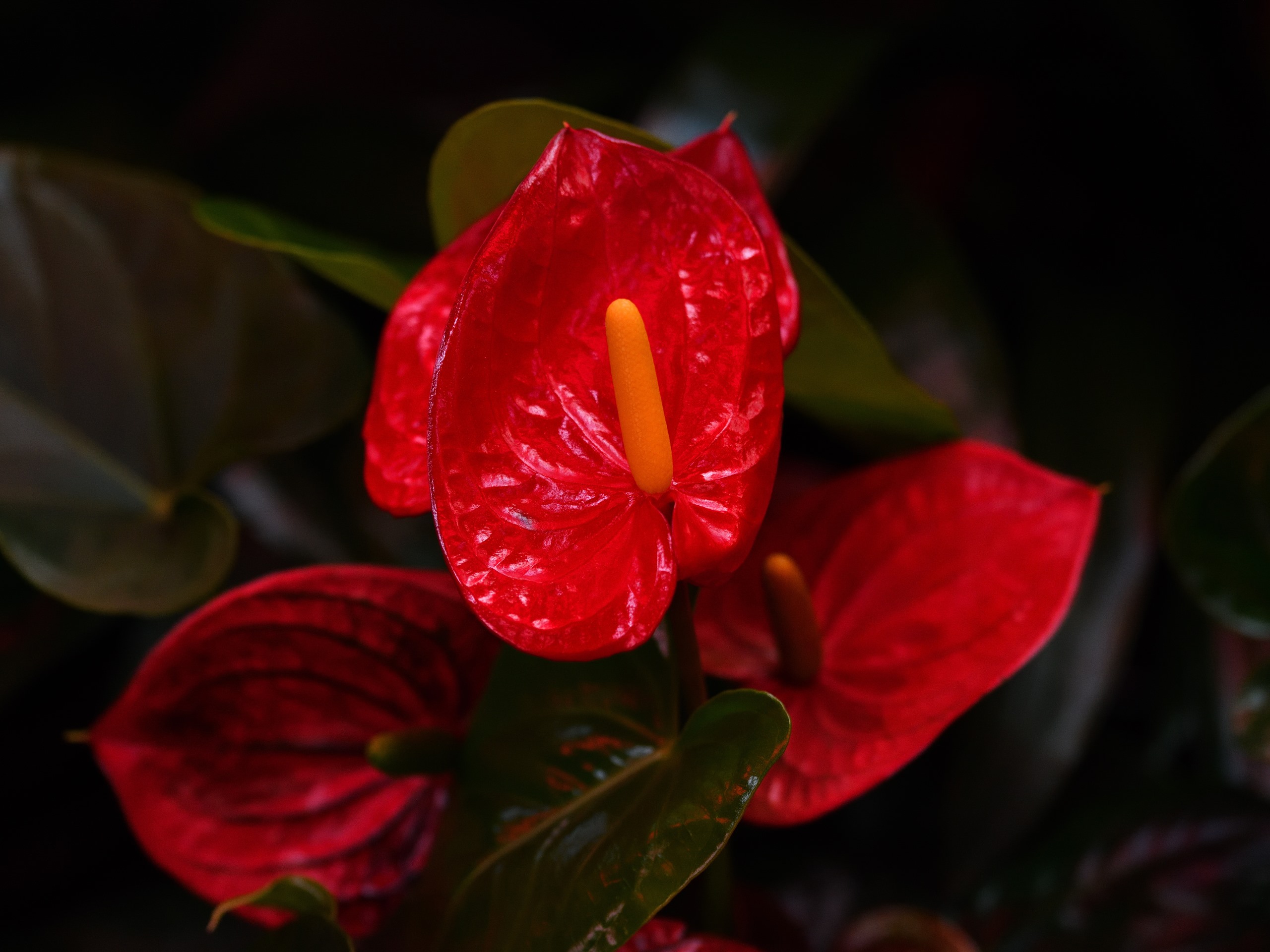 Anthurium Wallpapers