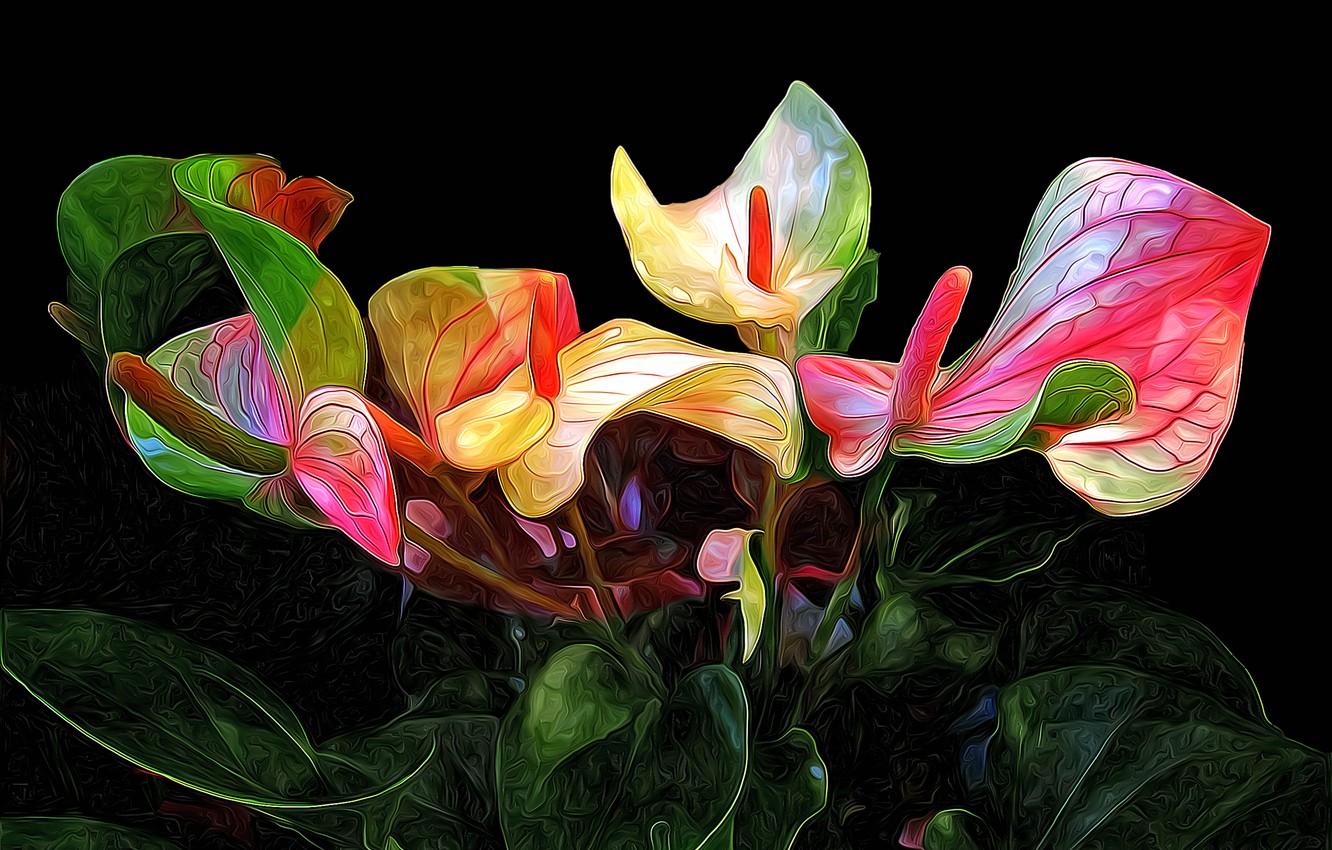 Anthurium Wallpapers