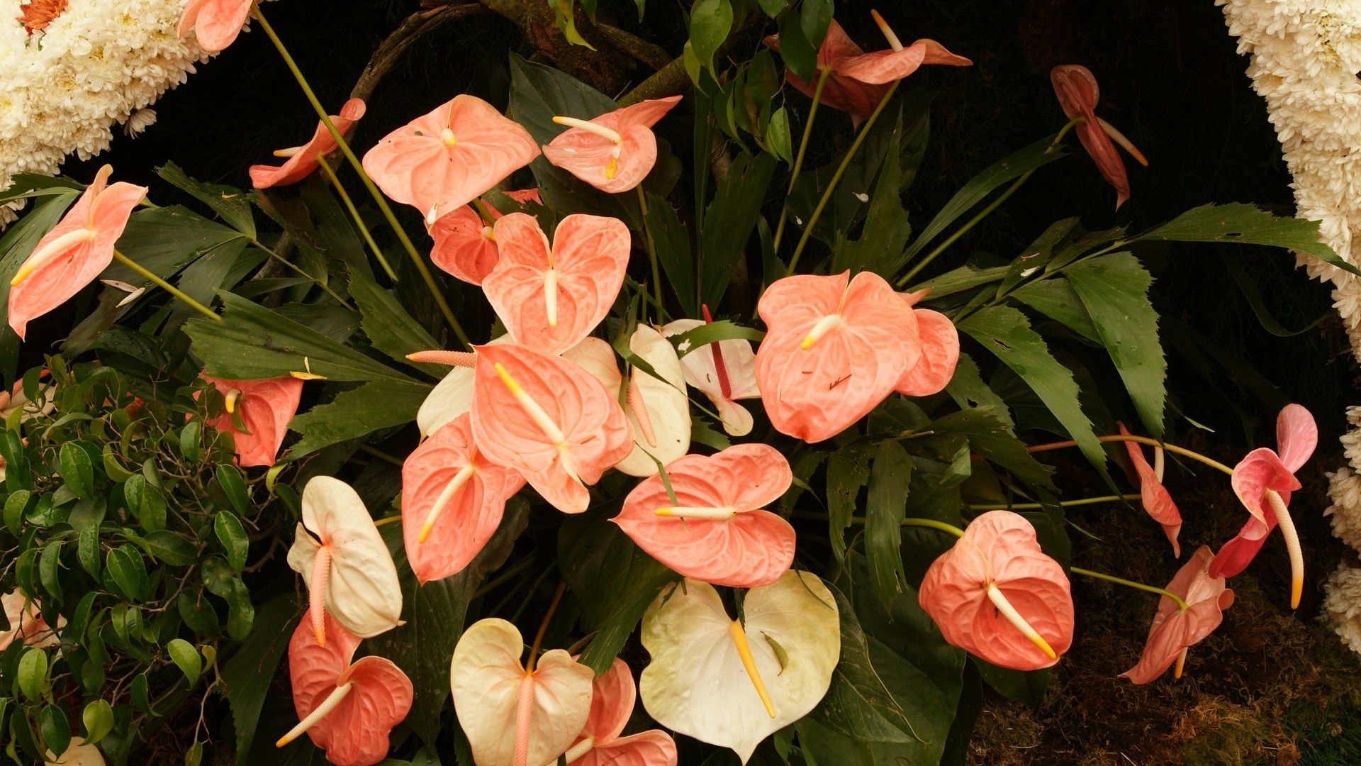 Anthurium Wallpapers