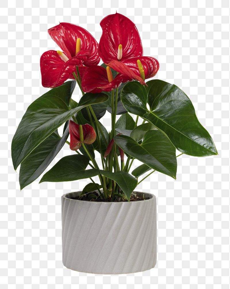 Anthurium Wallpapers