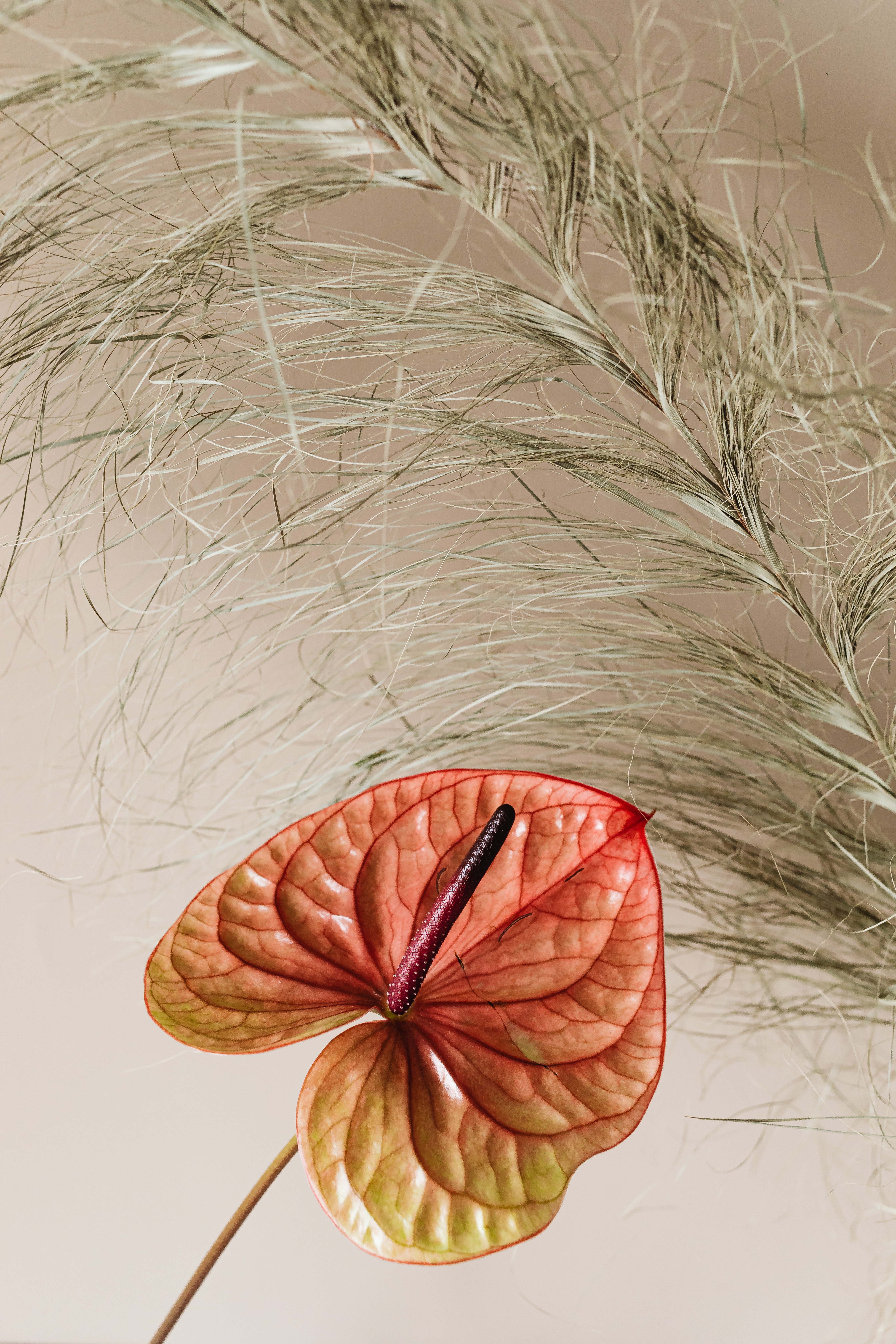 Anthurium Wallpapers