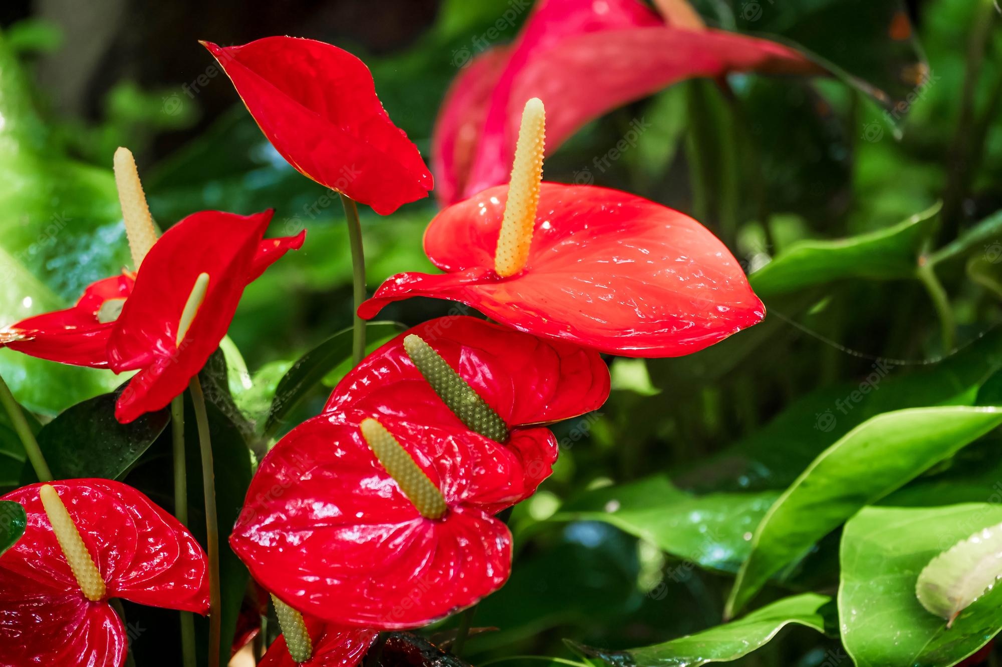 Anthurium Wallpapers