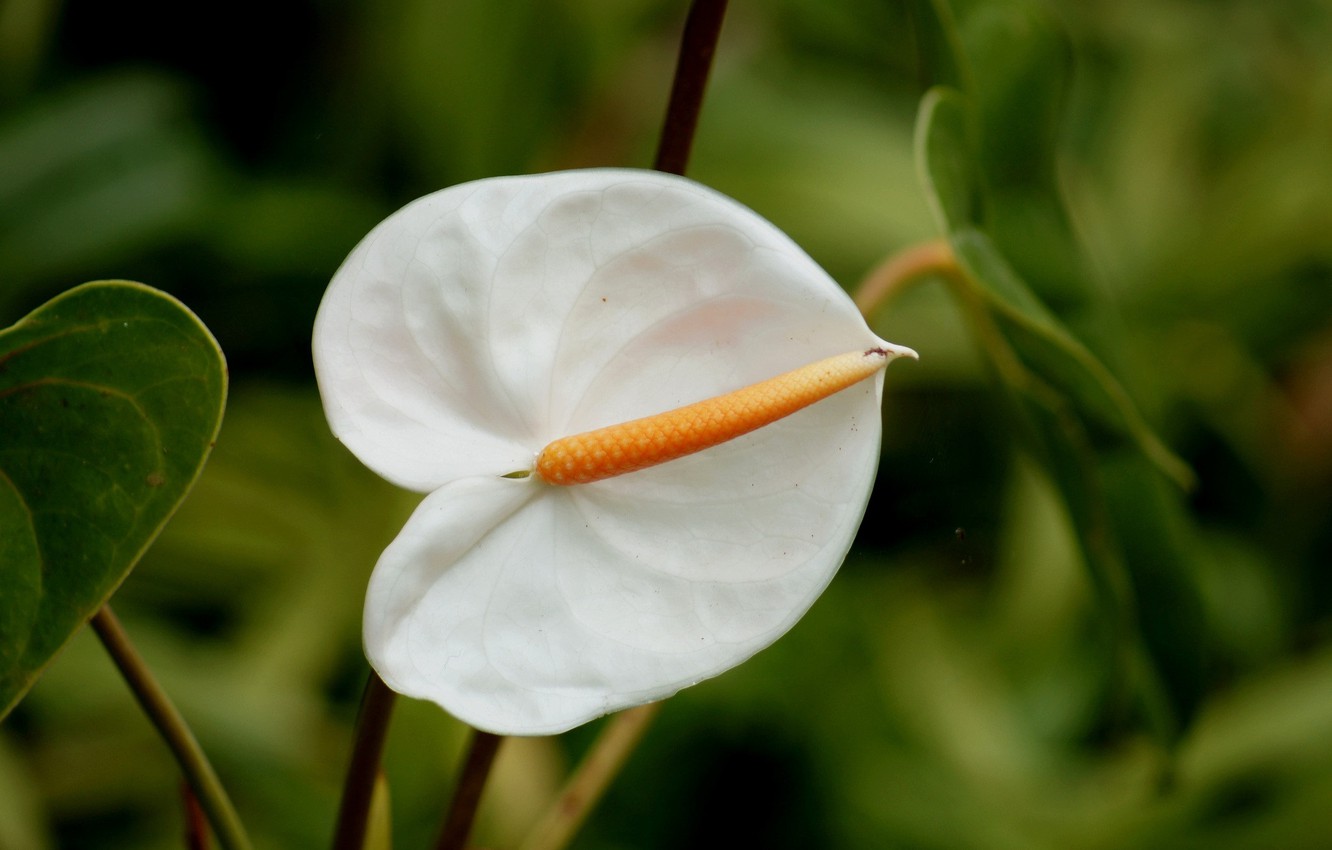 Anthurium Wallpapers