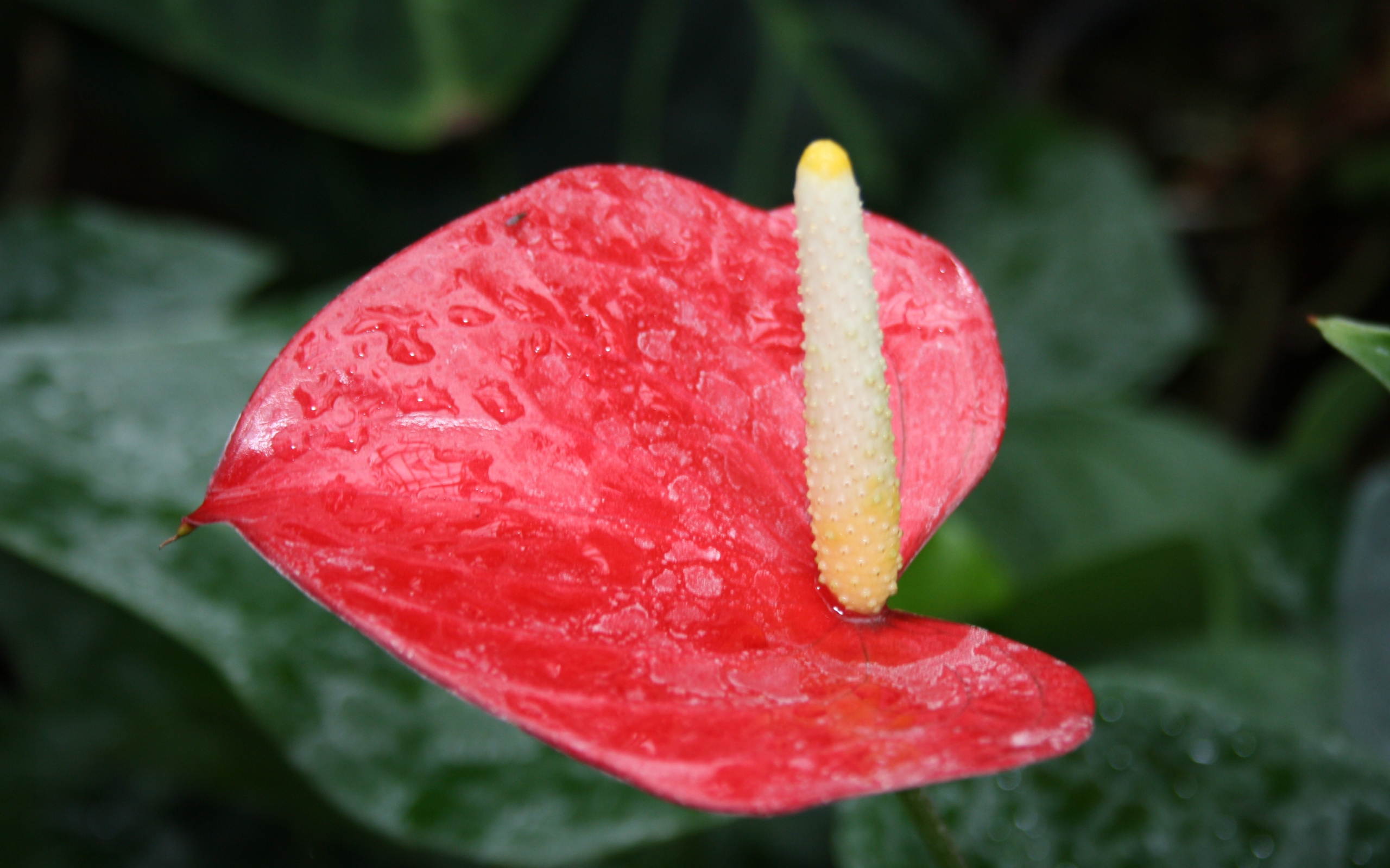 Anthurium Wallpapers