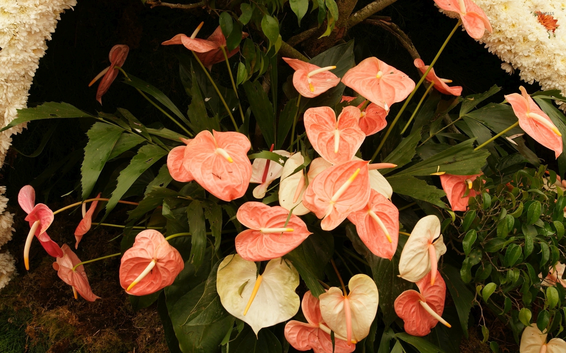 Anthurium Wallpapers