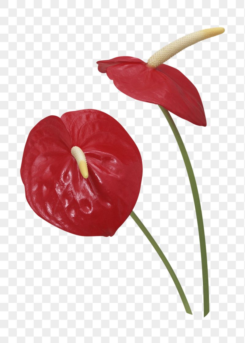 Anthurium Wallpapers