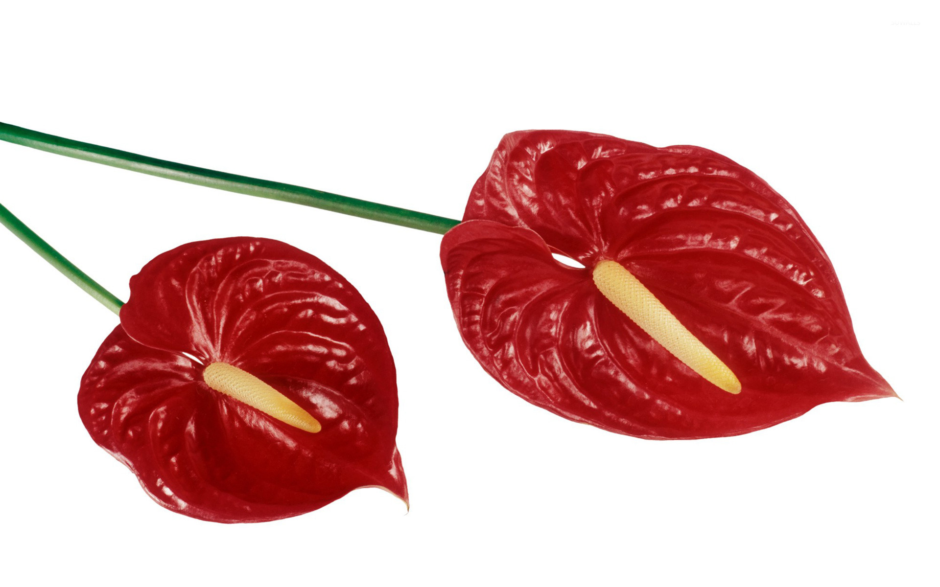 Anthurium Wallpapers