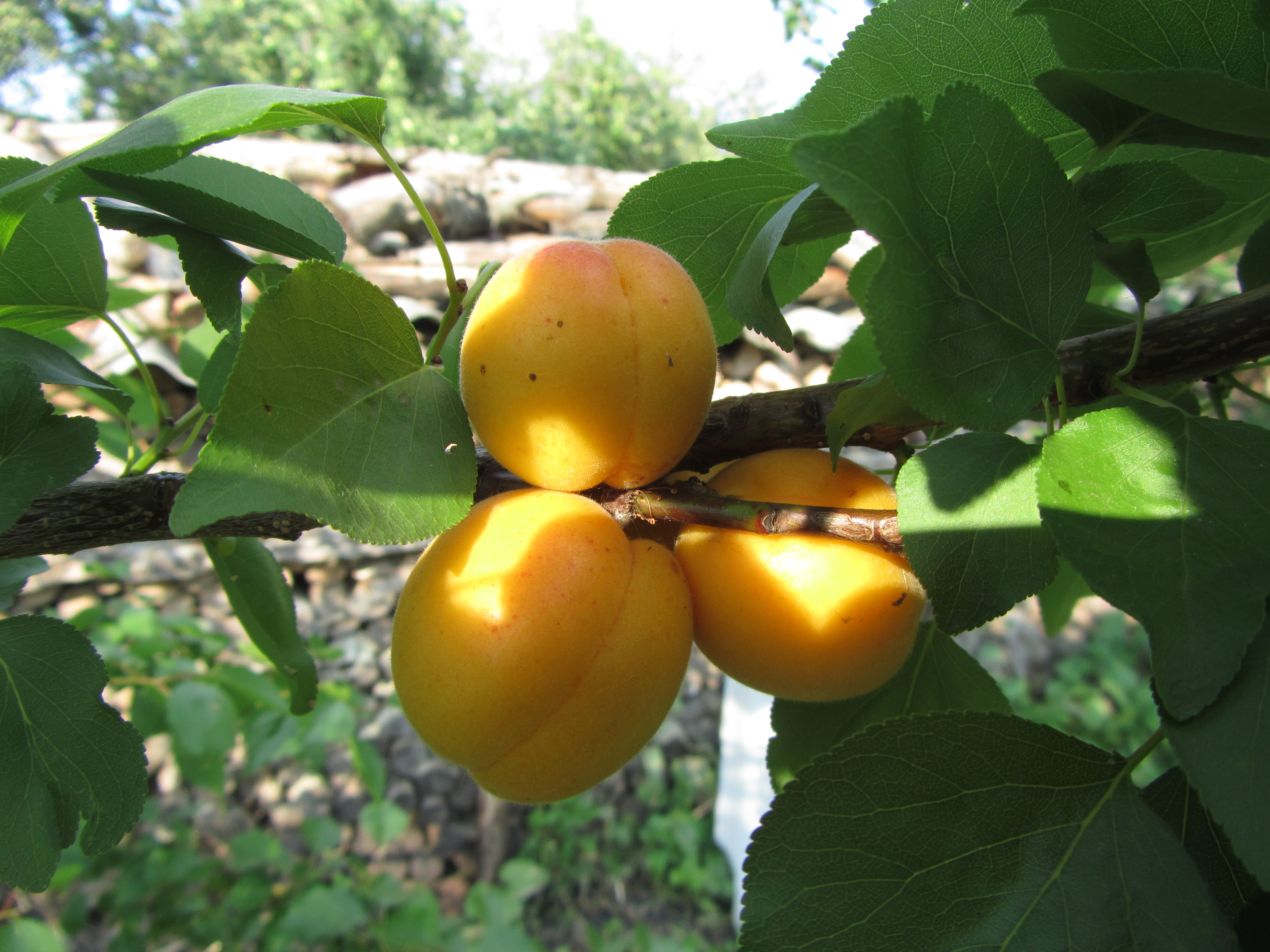 Apricot Tree Wallpapers