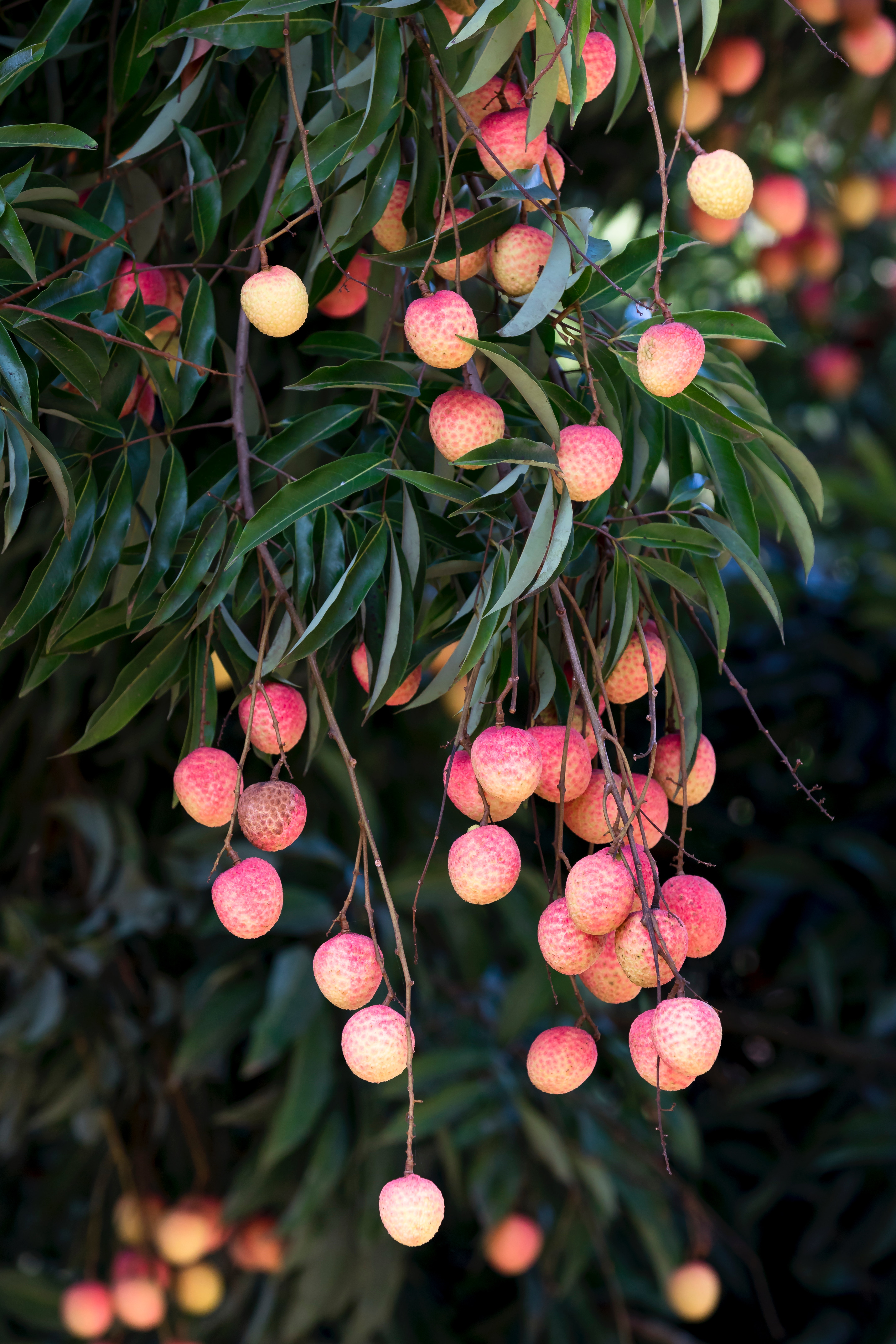 Apricot Tree Wallpapers