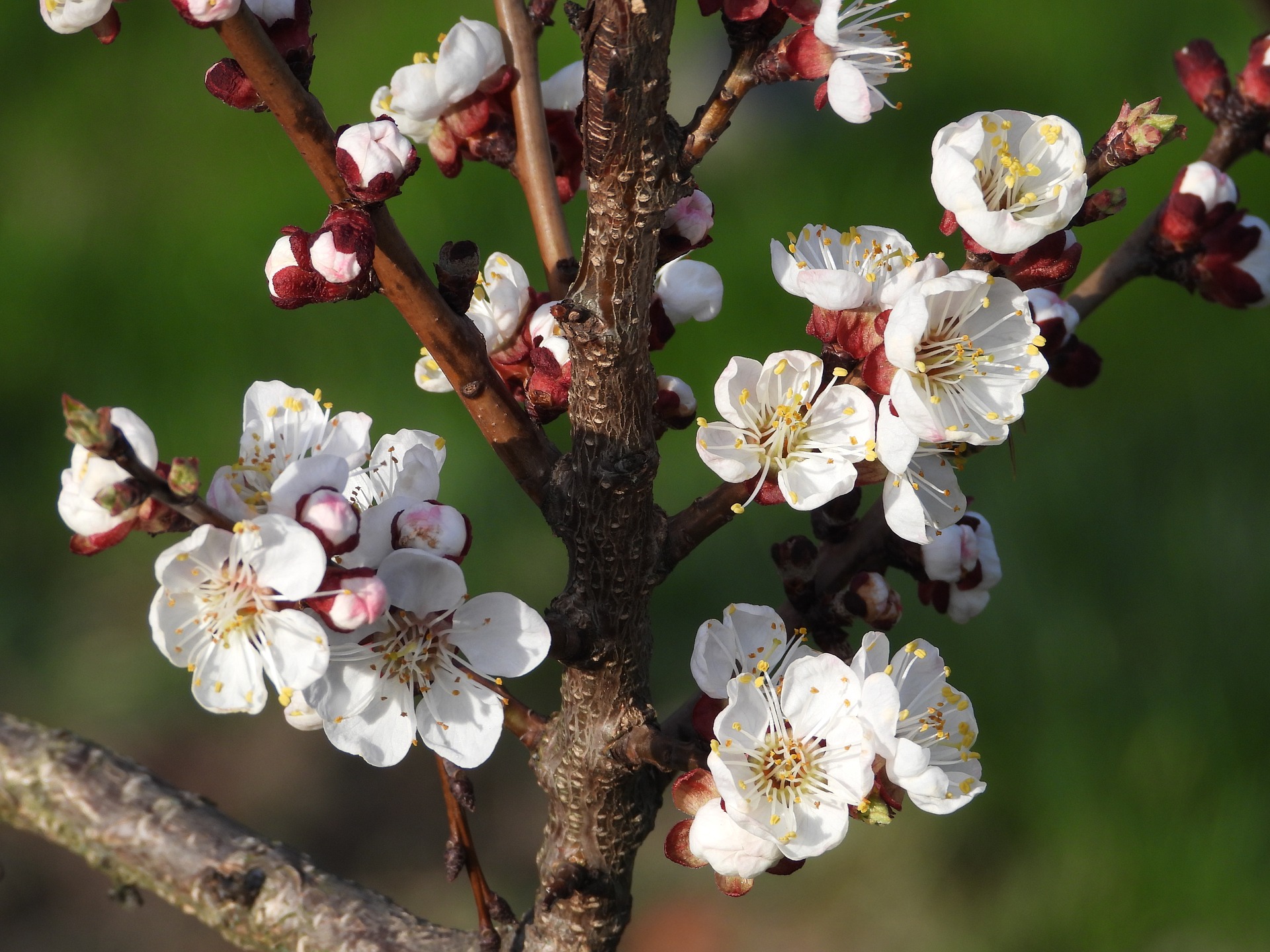 Apricot Tree Wallpapers