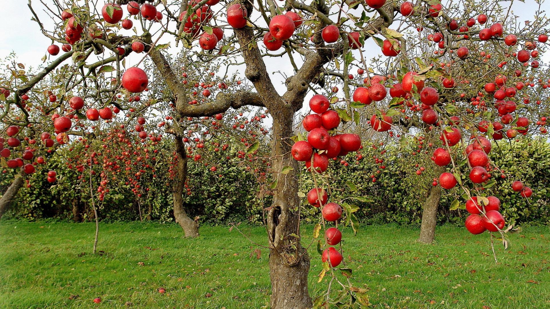 Apricot Tree Wallpapers