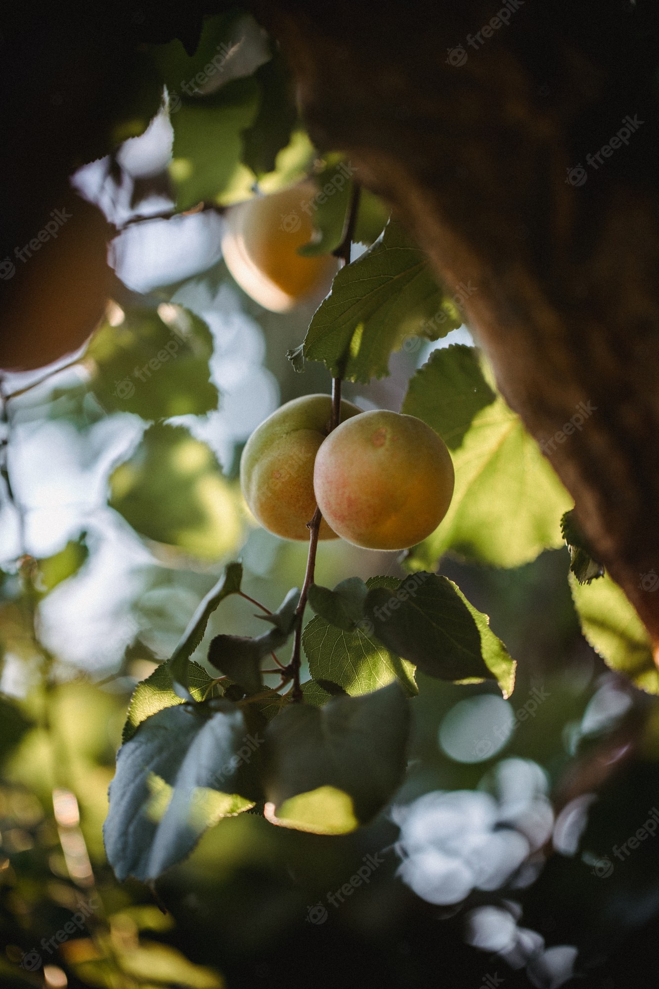 Apricot Tree Wallpapers