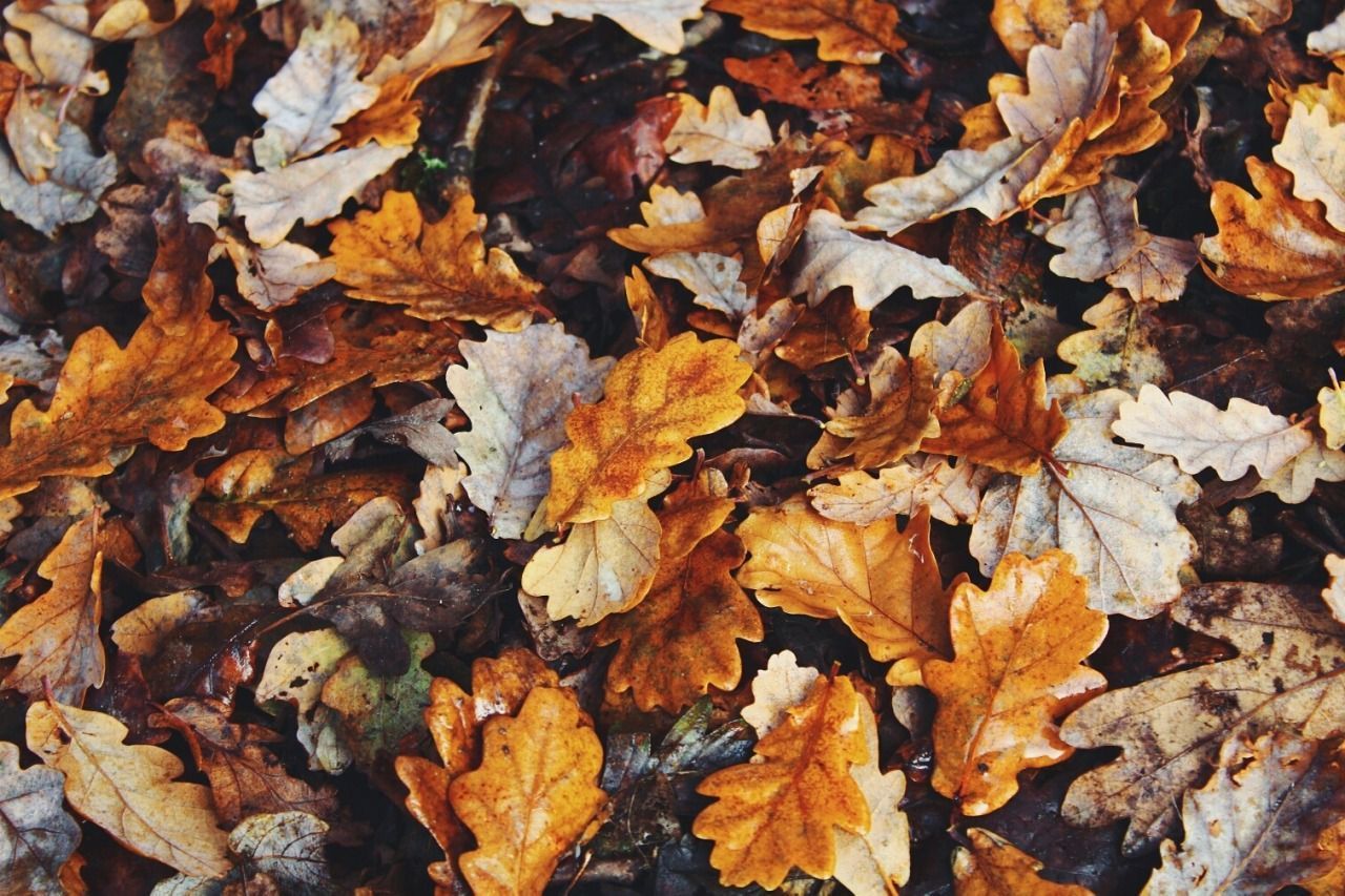 Autumn Aesthetic Laptop Wallpapers