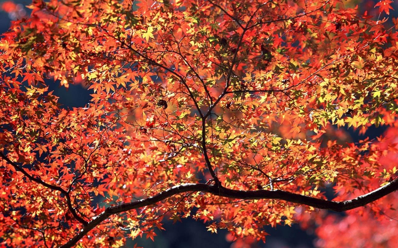 Autumn Aesthetic Laptop Wallpapers