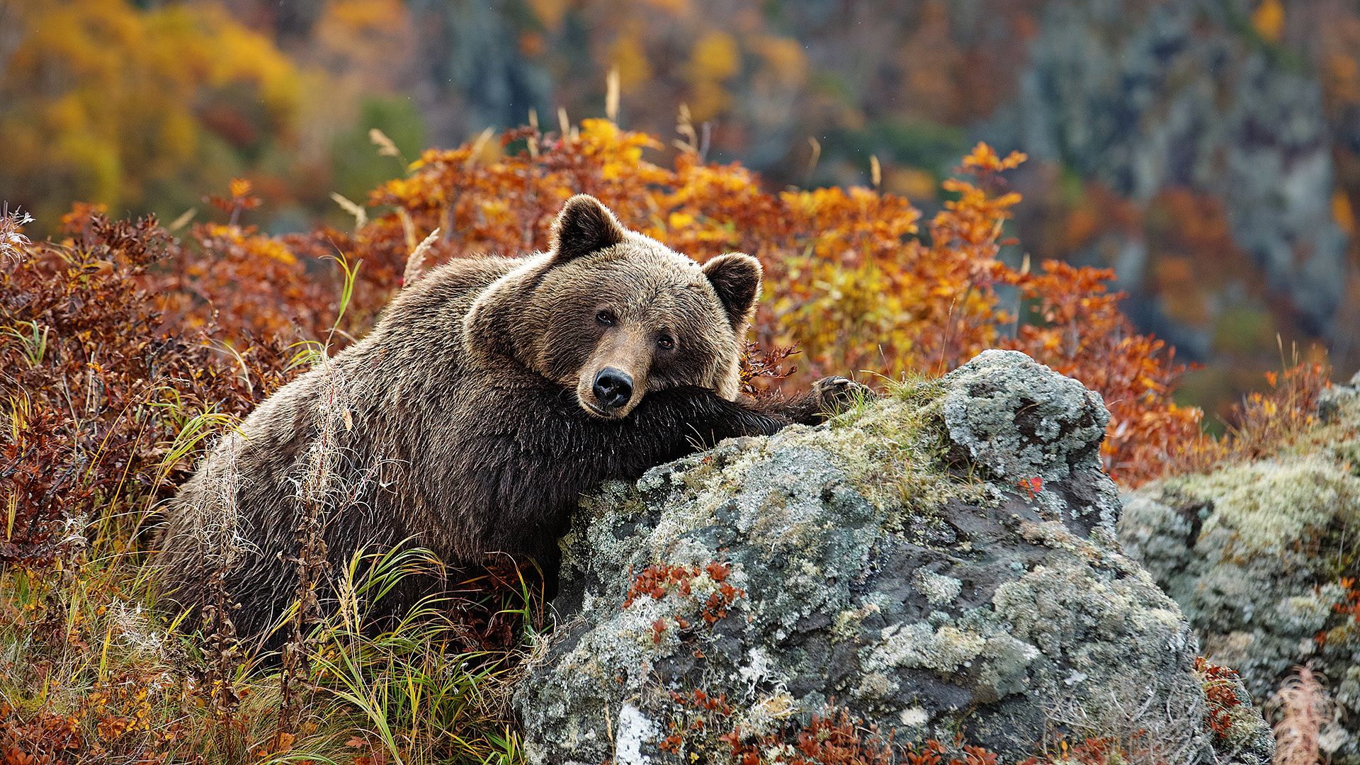 Autumn Bear Wallpapers