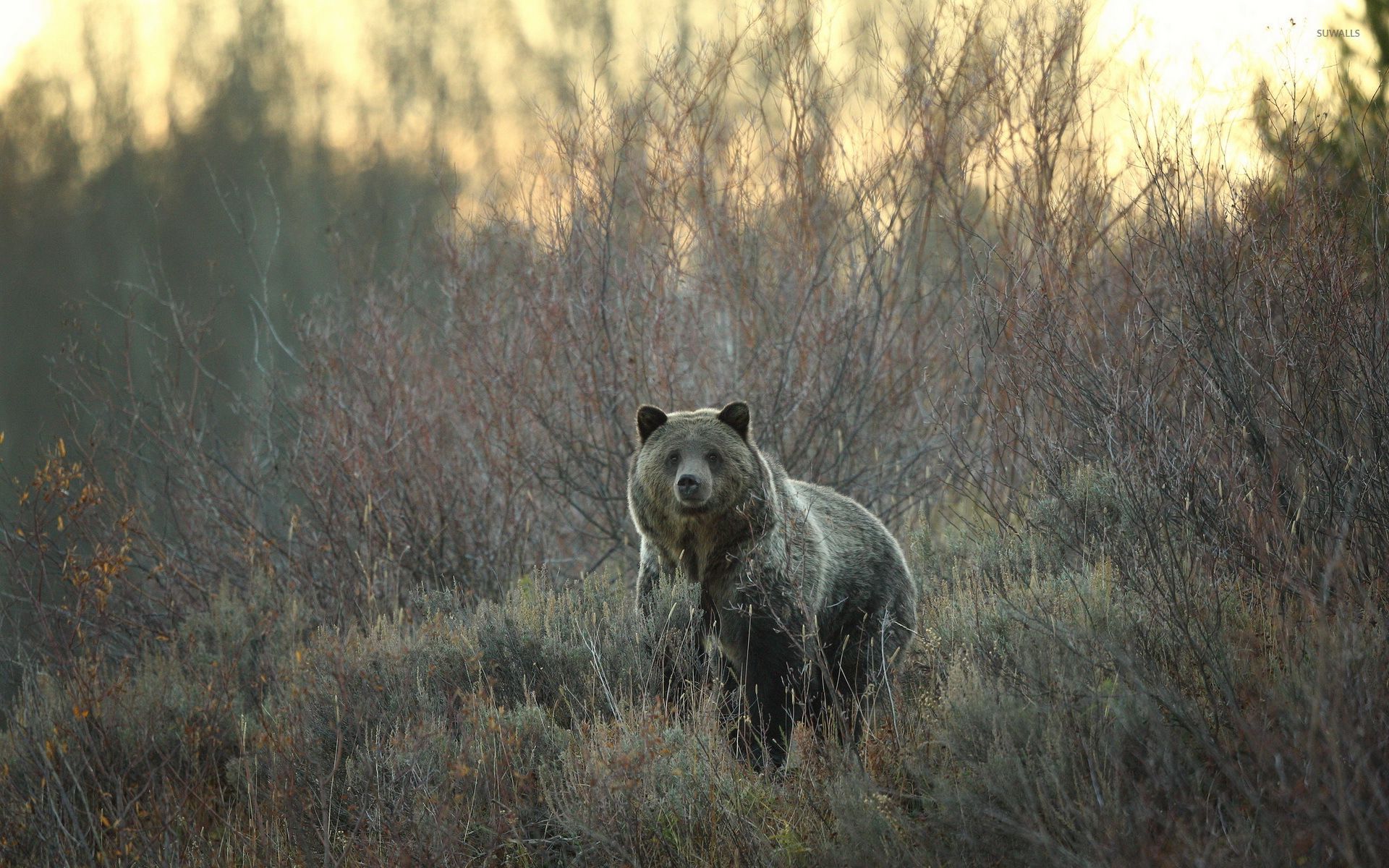 Autumn Bear Wallpapers