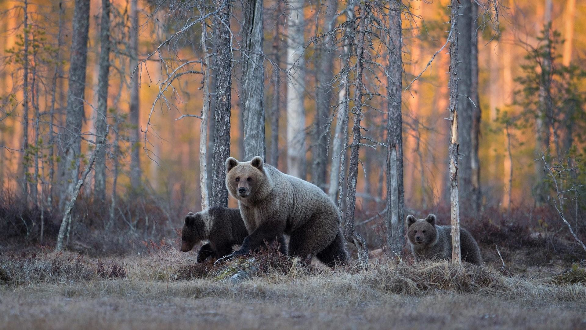 Autumn Bear Wallpapers