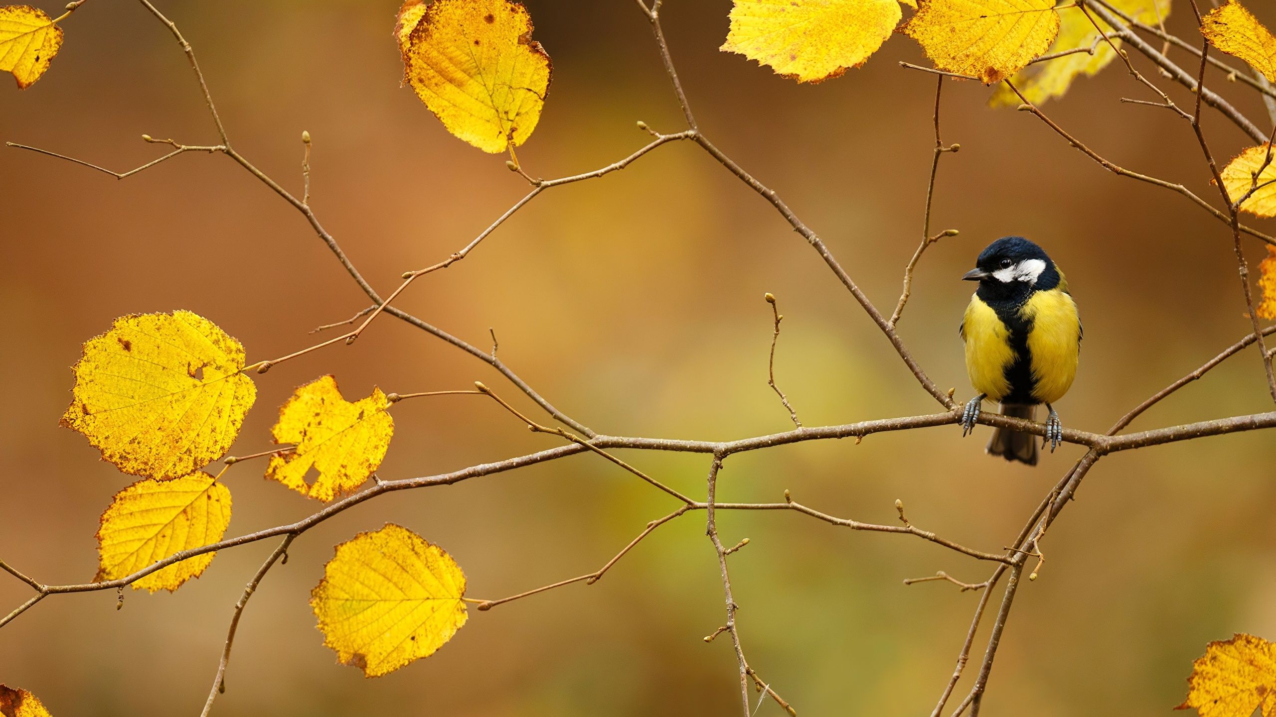 Autumn Birds Wallpapers