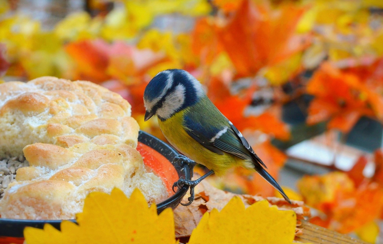 Autumn Birds Wallpapers