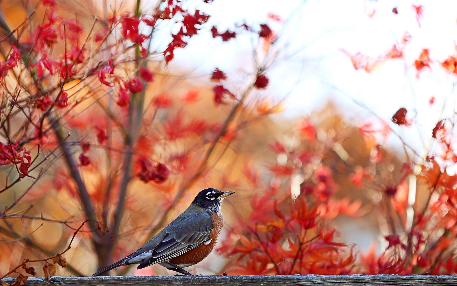 Autumn Birds Wallpapers