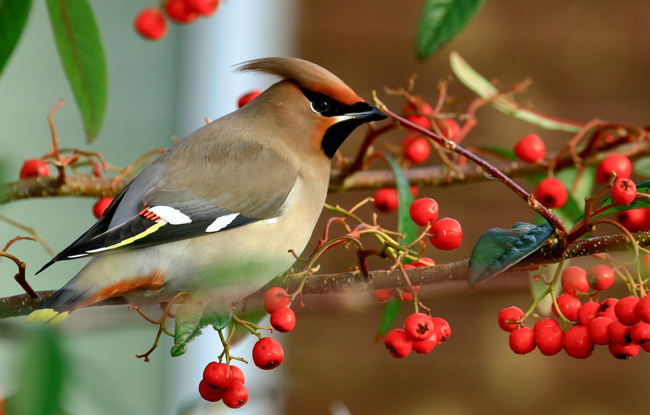 Autumn Birds Wallpapers