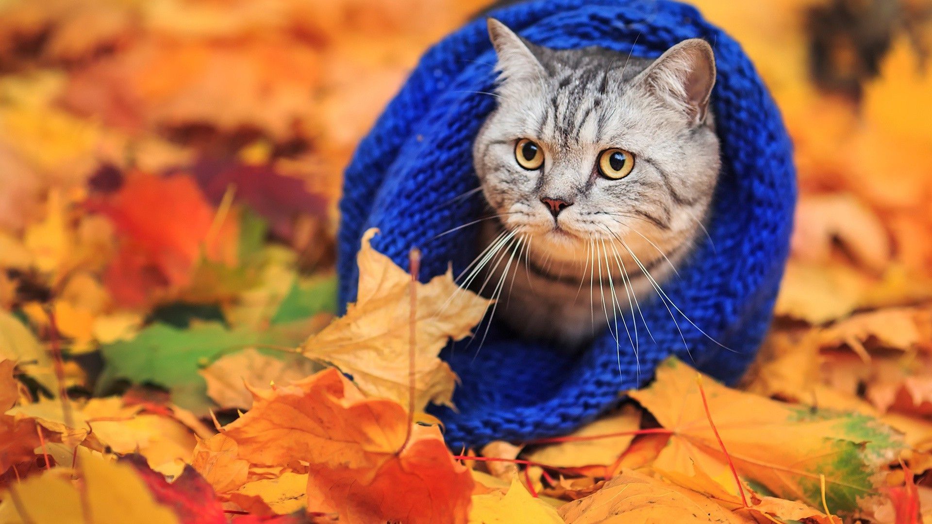 Autumn Cat Wallpapers