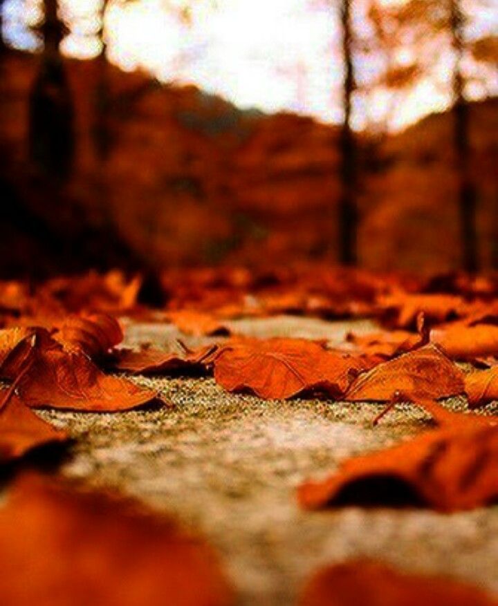 Autumn Chromebook Wallpapers