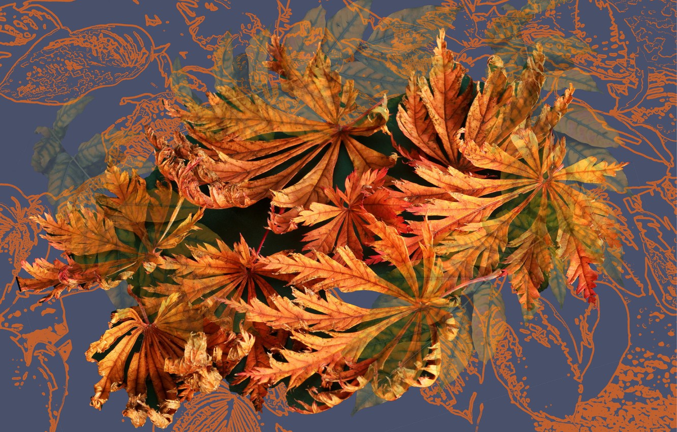 Autumn Collages Wallpapers